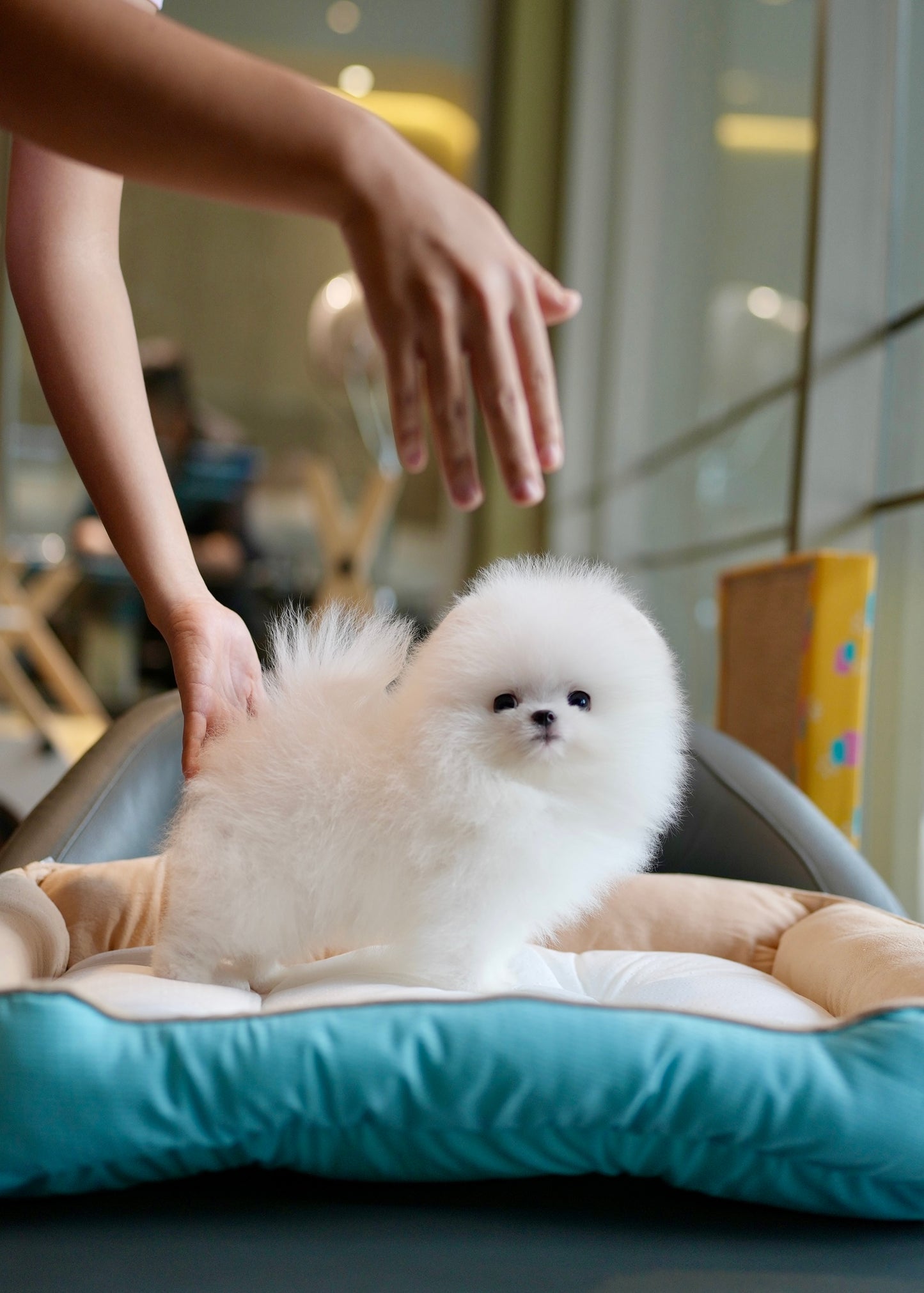 Puffy - Pomeranian (White)