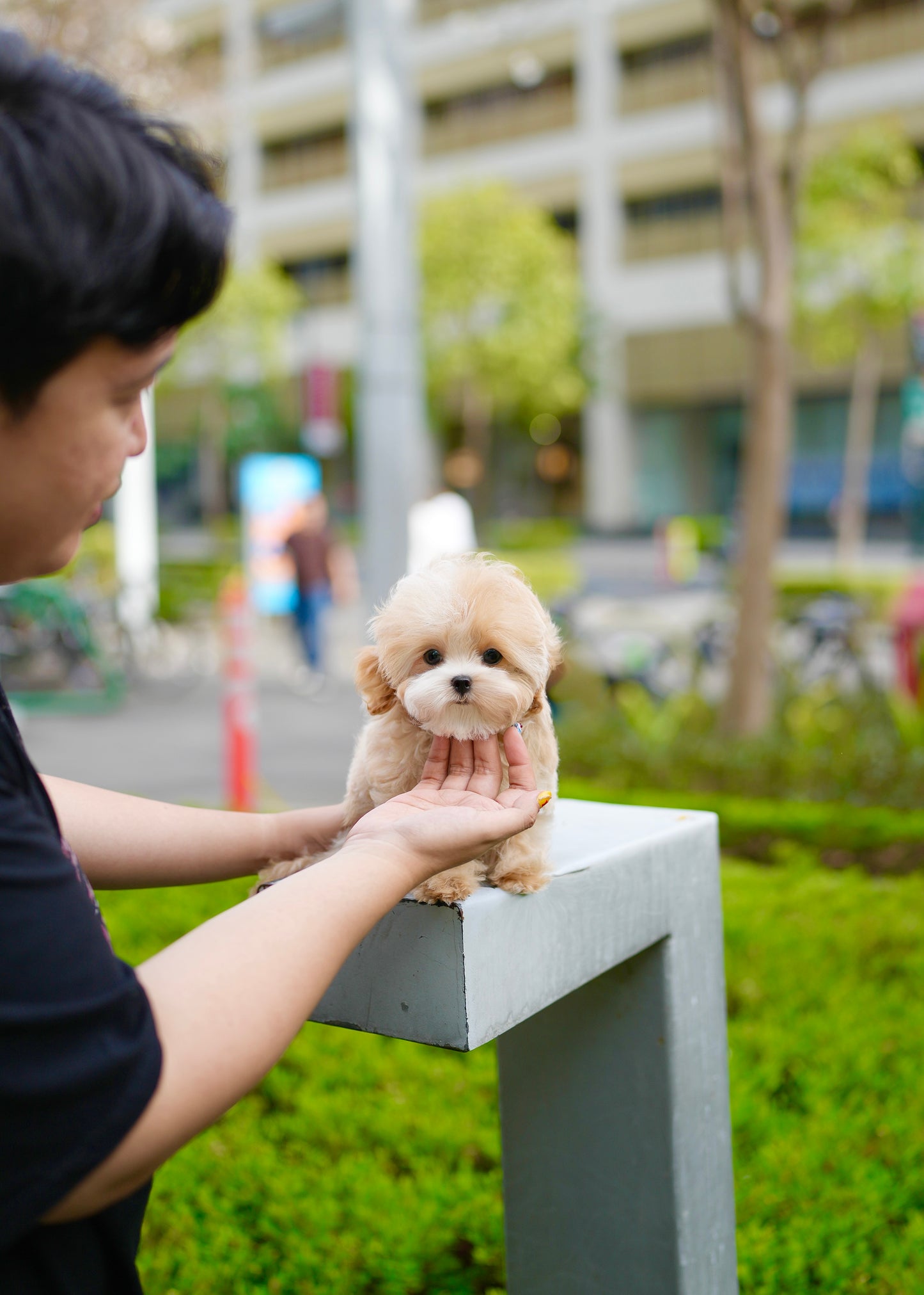 Roxie - Maltipoo (Brown & White)