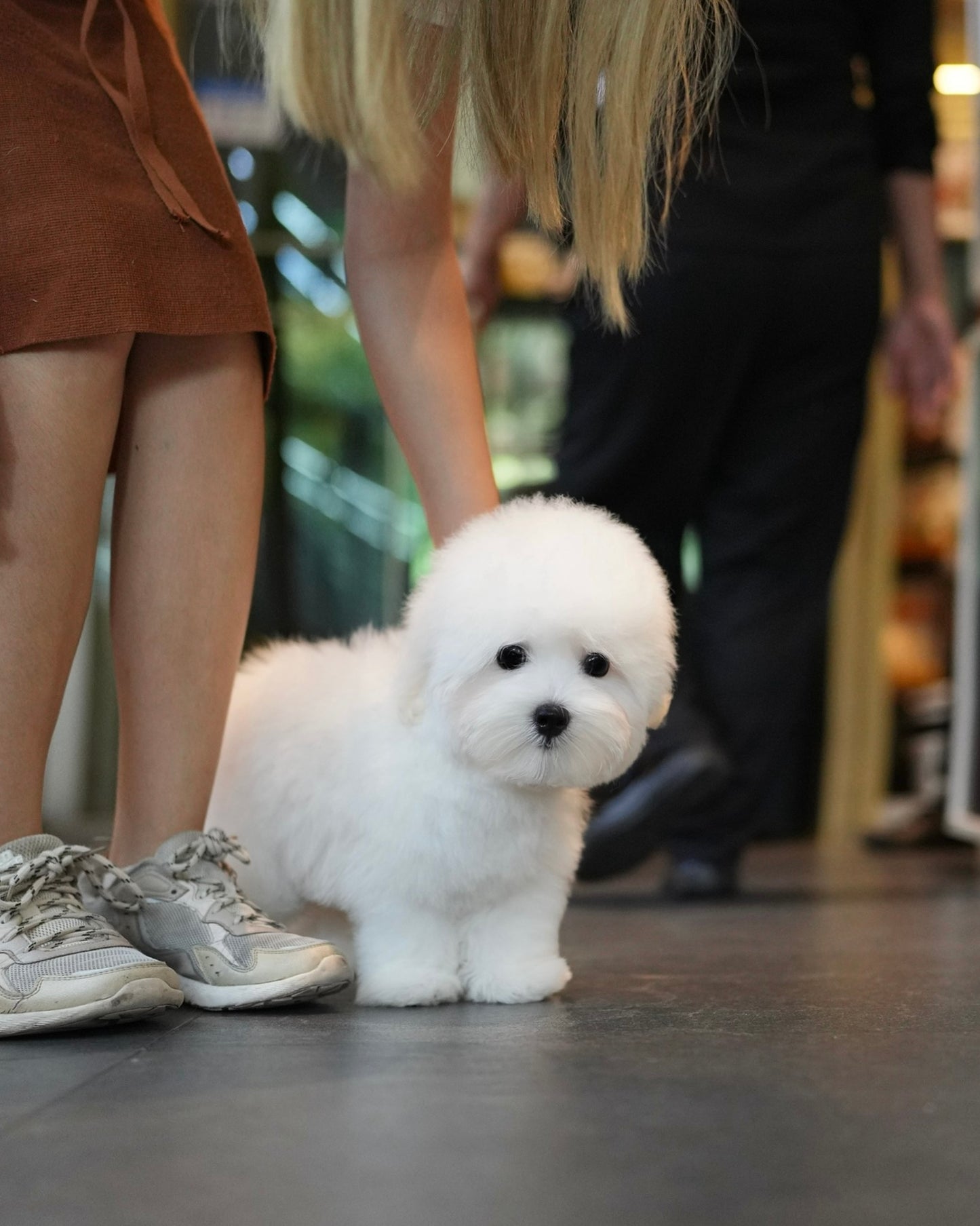 Carlo - Coton de Tulear (White)