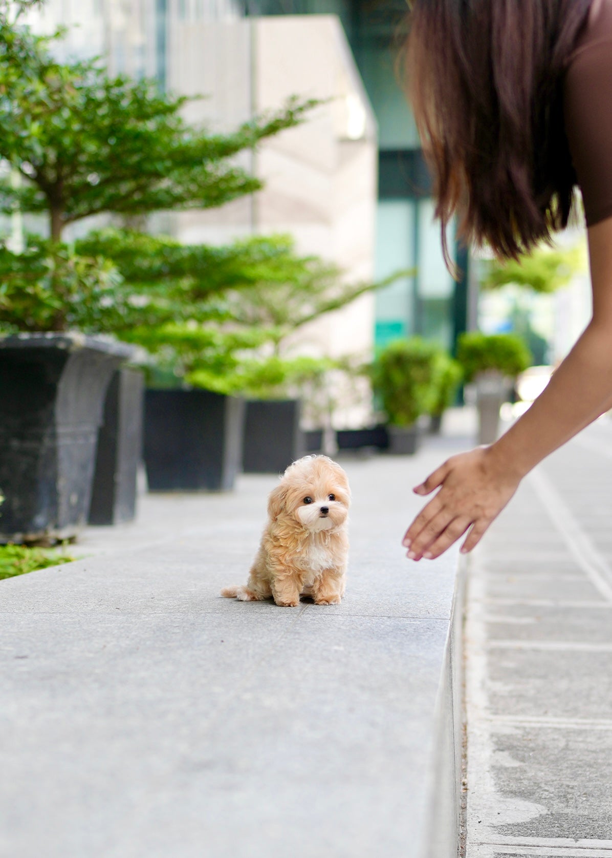 Roxie - Maltipoo (Brown & White)