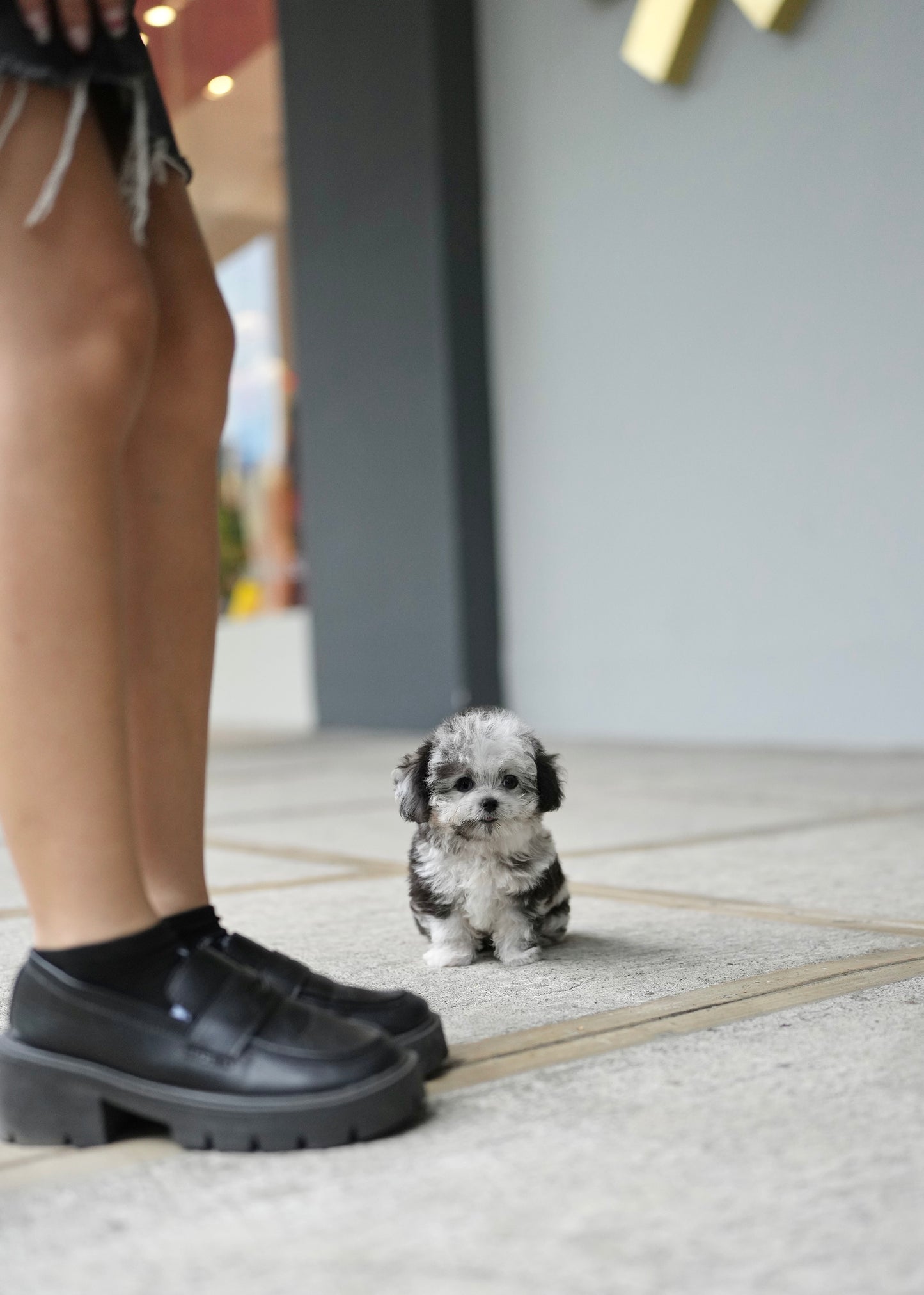 Cyrus - Maltipoo (Blue Merle)