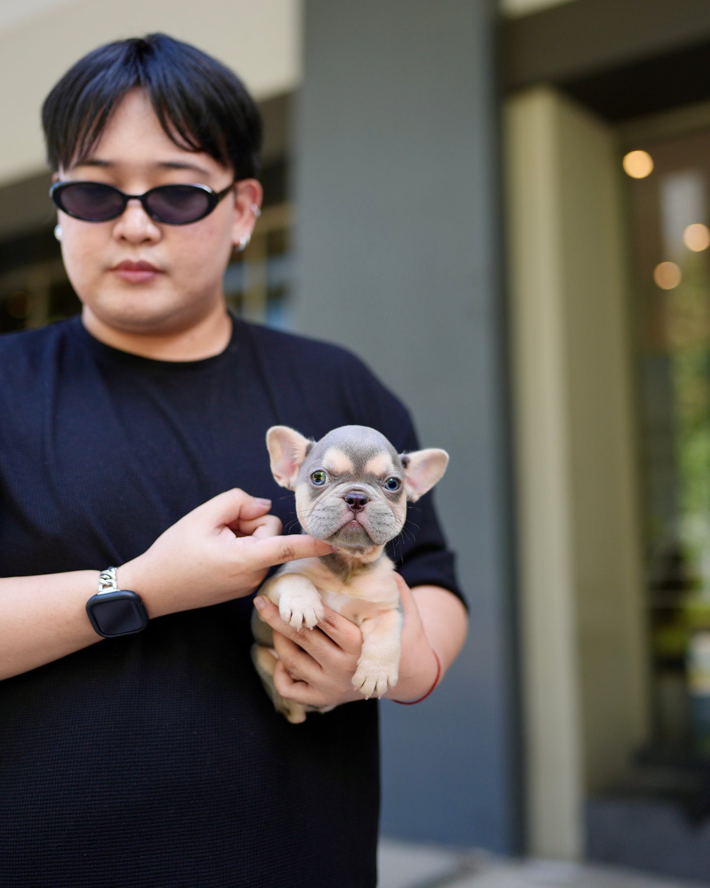 Rod - French Bulldog (Lilac Tan)