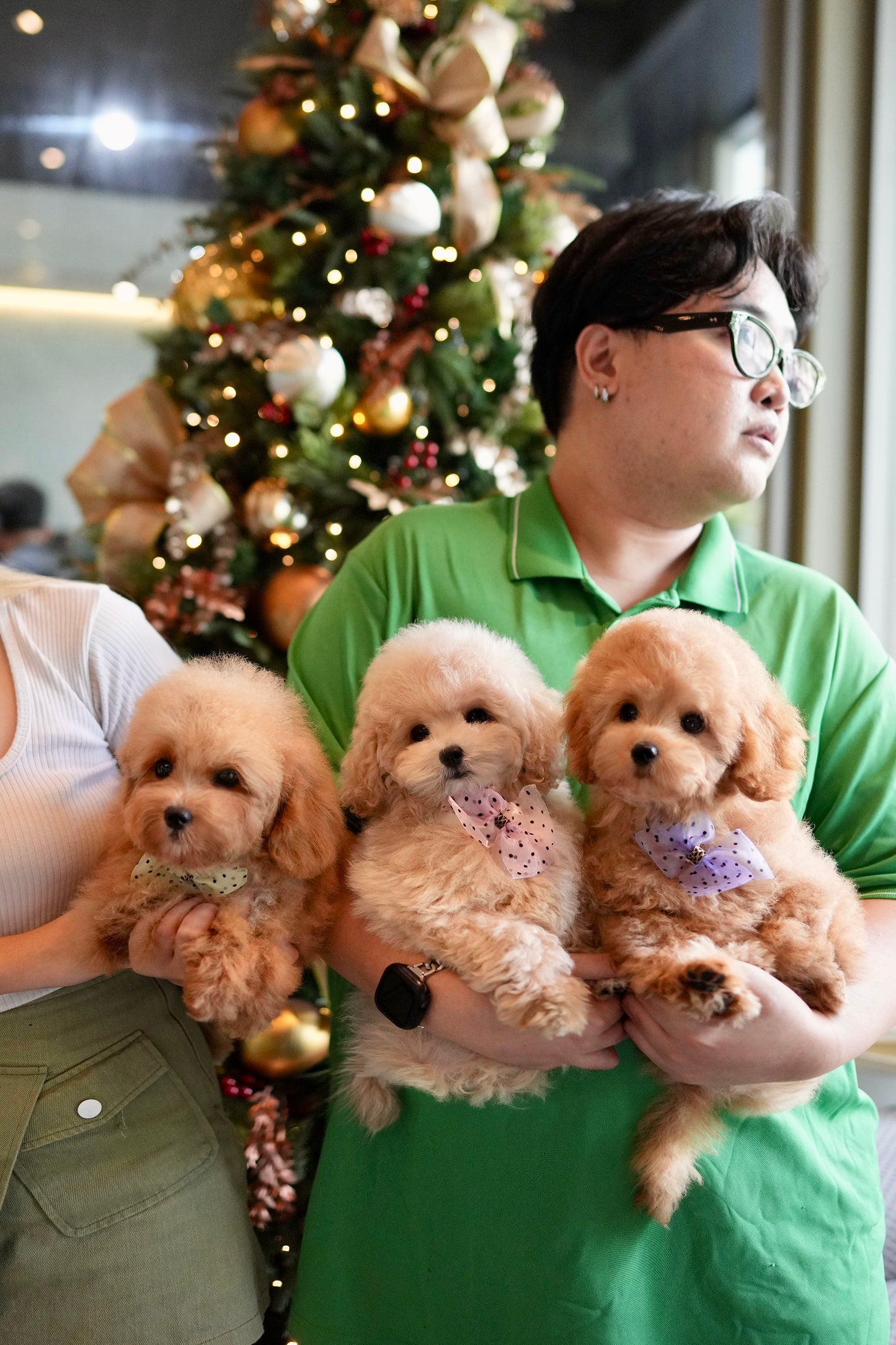 Lucy - Mini Golden Doodle (Brown)