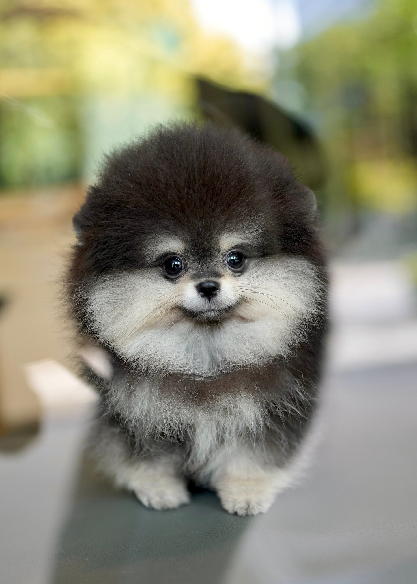 Astro - Pomeranian (Black Tan)
