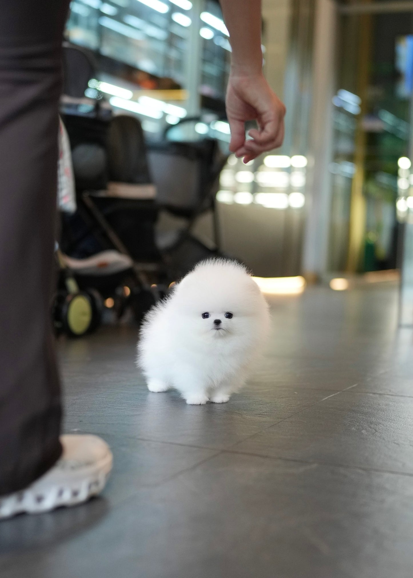 Puffy - Pomeranian (White)
