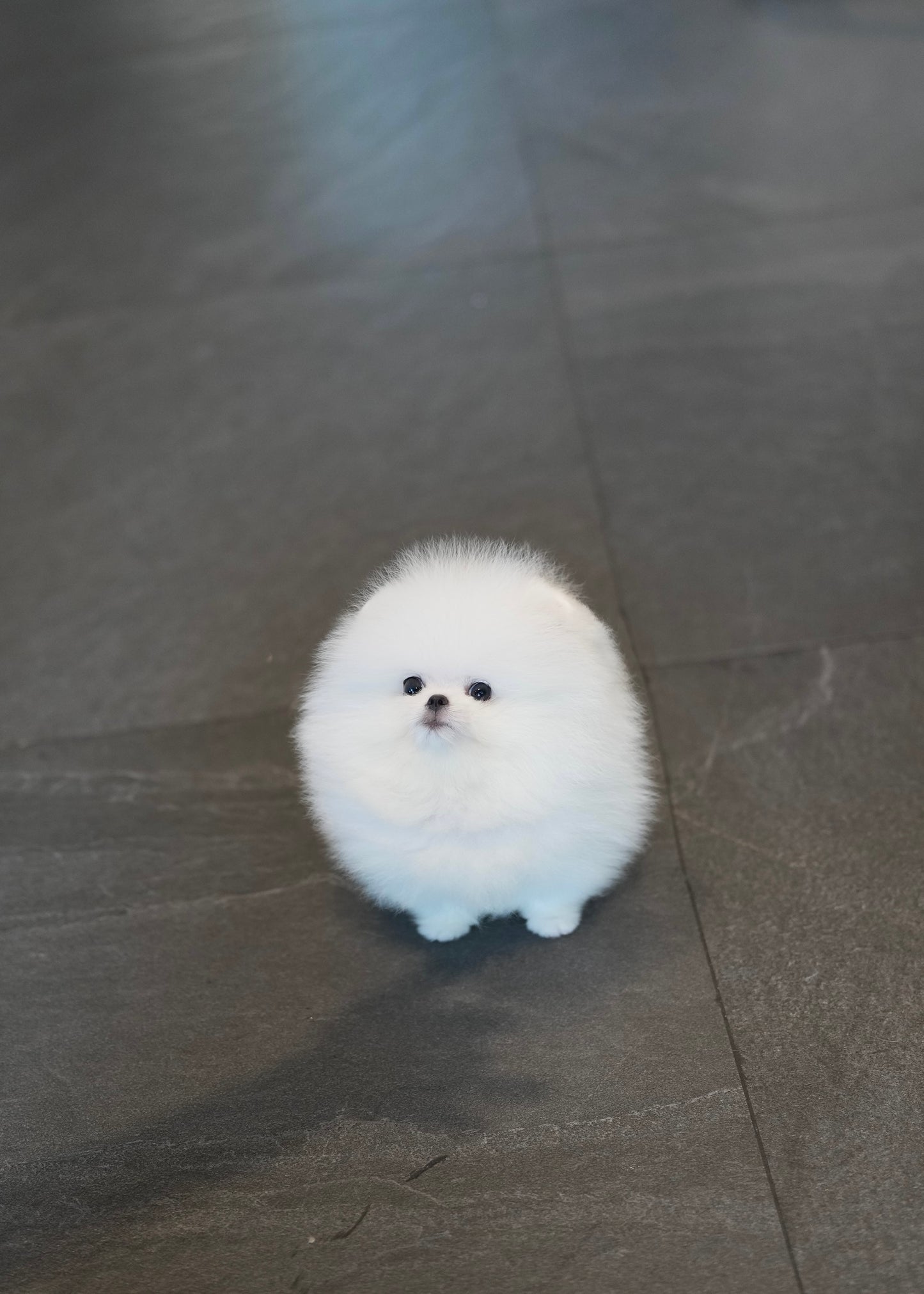Puffy - Pomeranian (White)