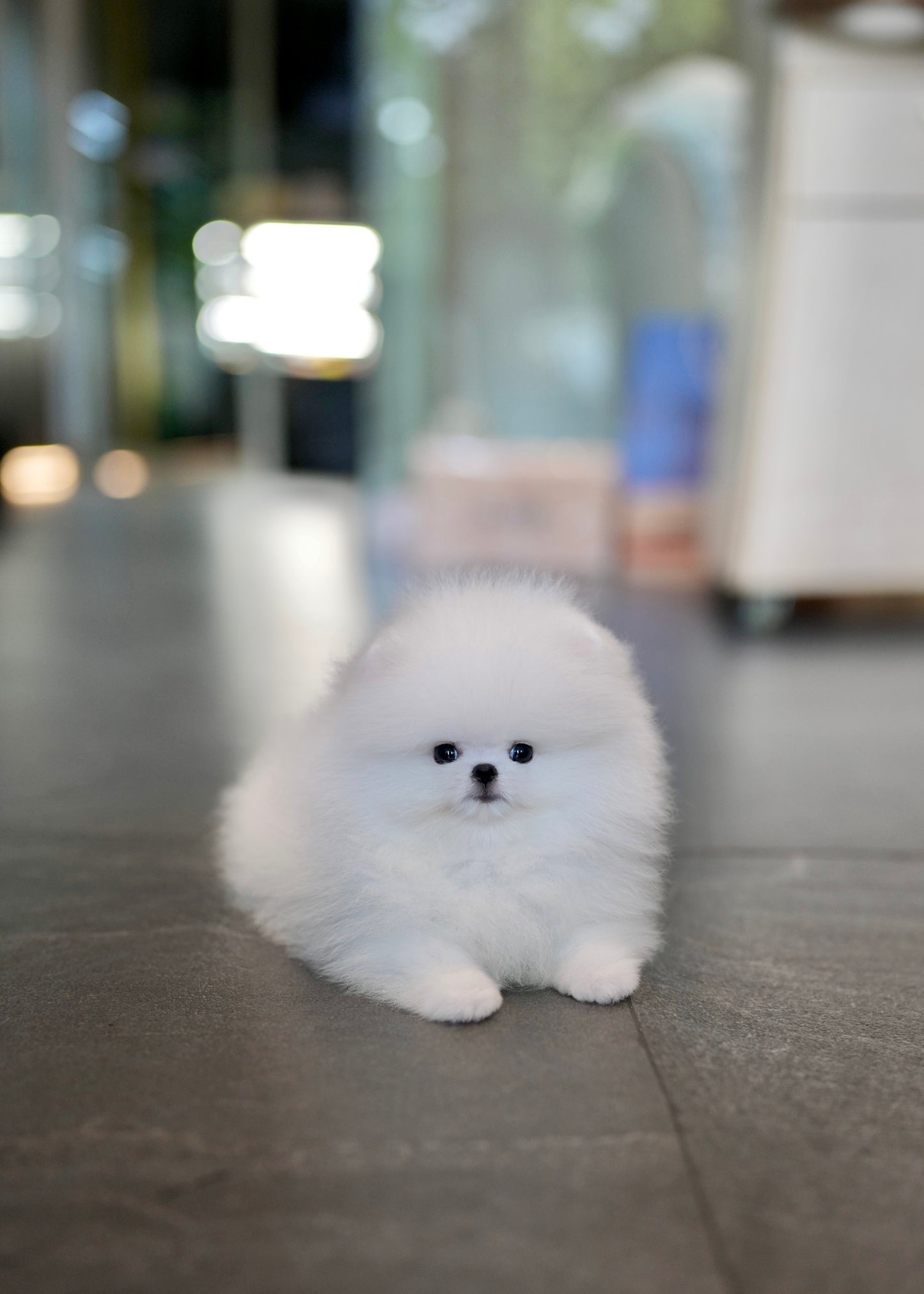 Puffy - Pomeranian (White)