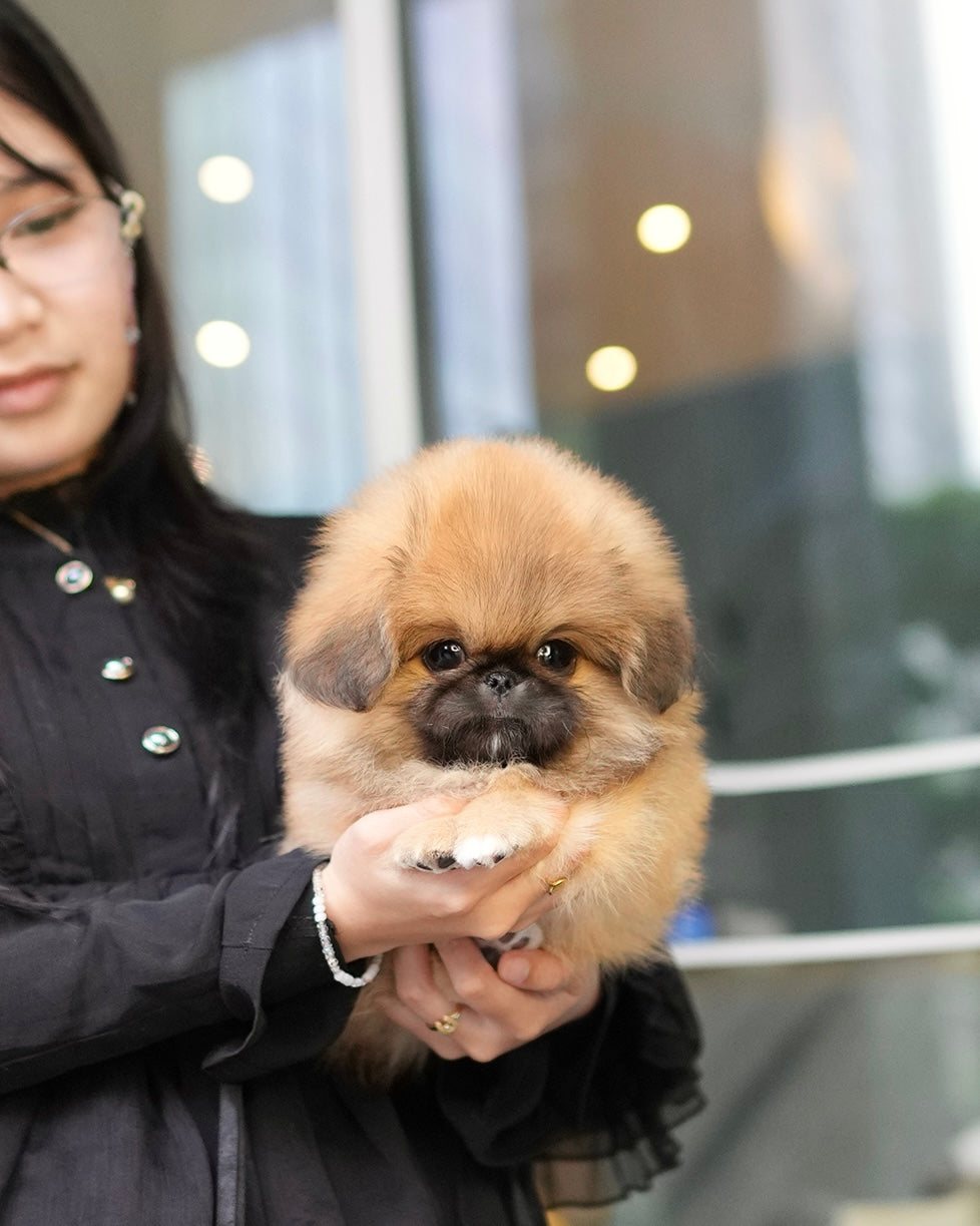 Miggy - Long Coat Pekingese (Sable)