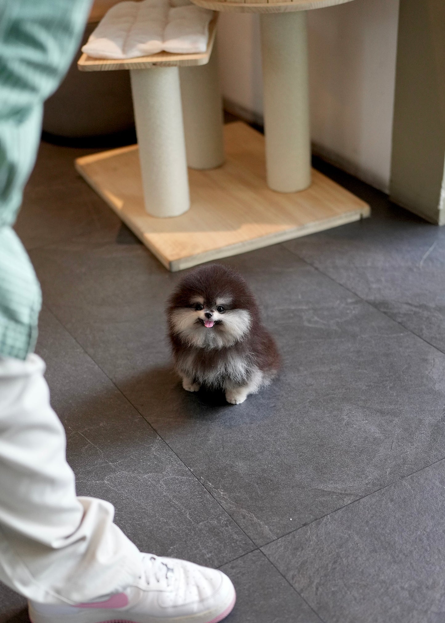 Astro - Pomeranian (Black Tan)