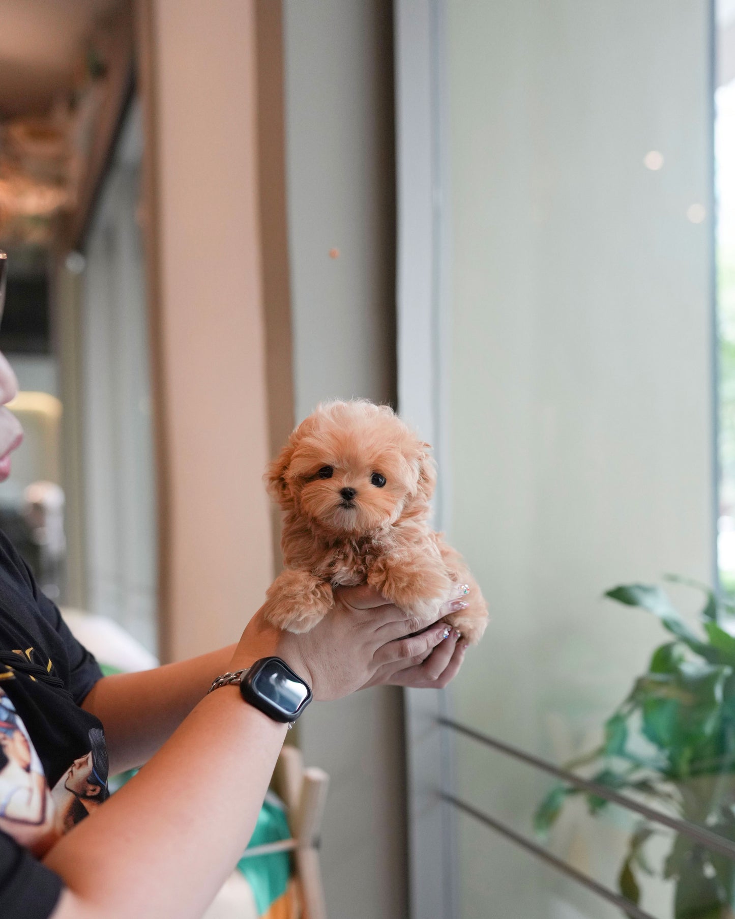 Nico - Maltipoo (Brown & White)