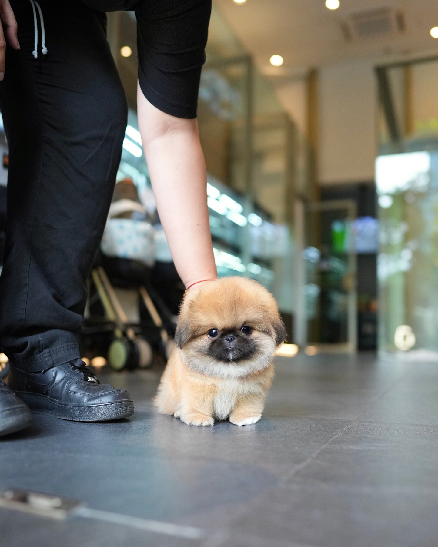 Miggy - Long Coat Pekingese (Sable)