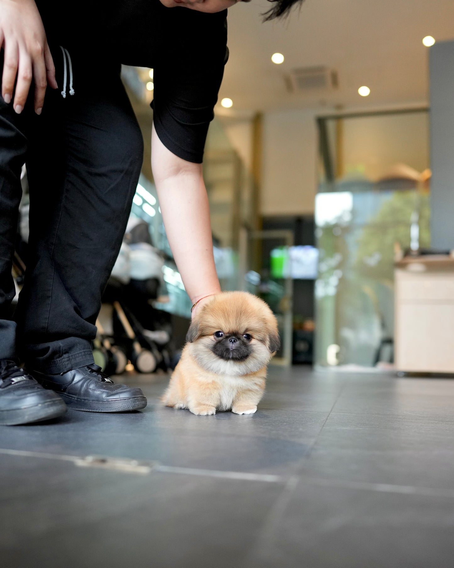 Miggy - Long Coat Pekingese (Sable)