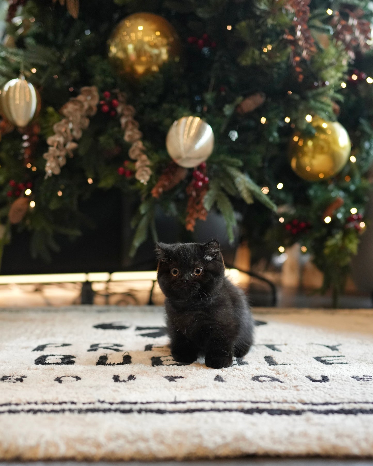 Luna - Munchkin (Black)