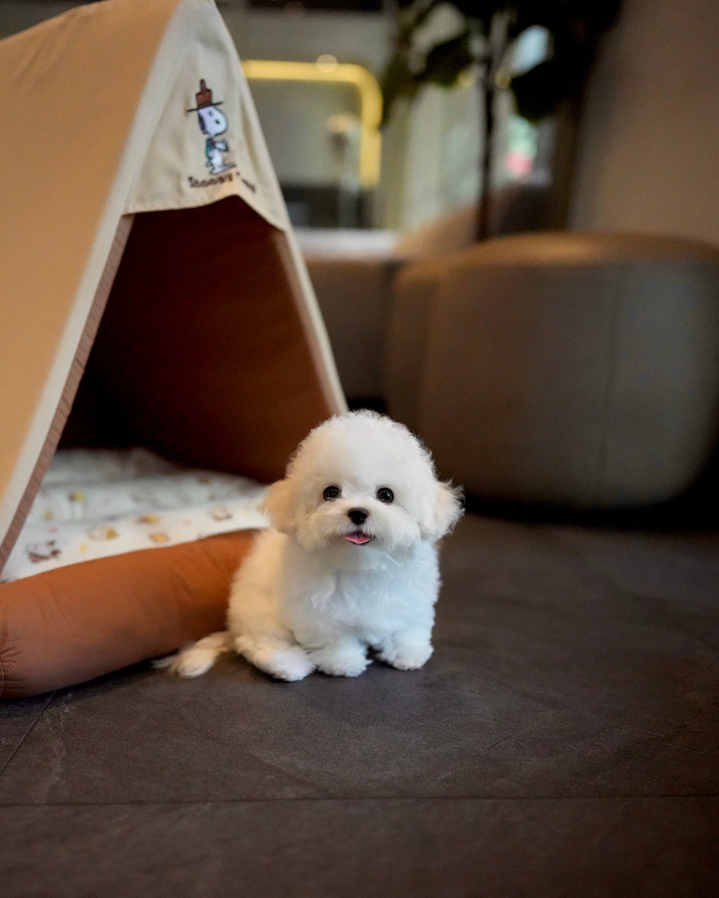 Boba - Mini Bichon (White)