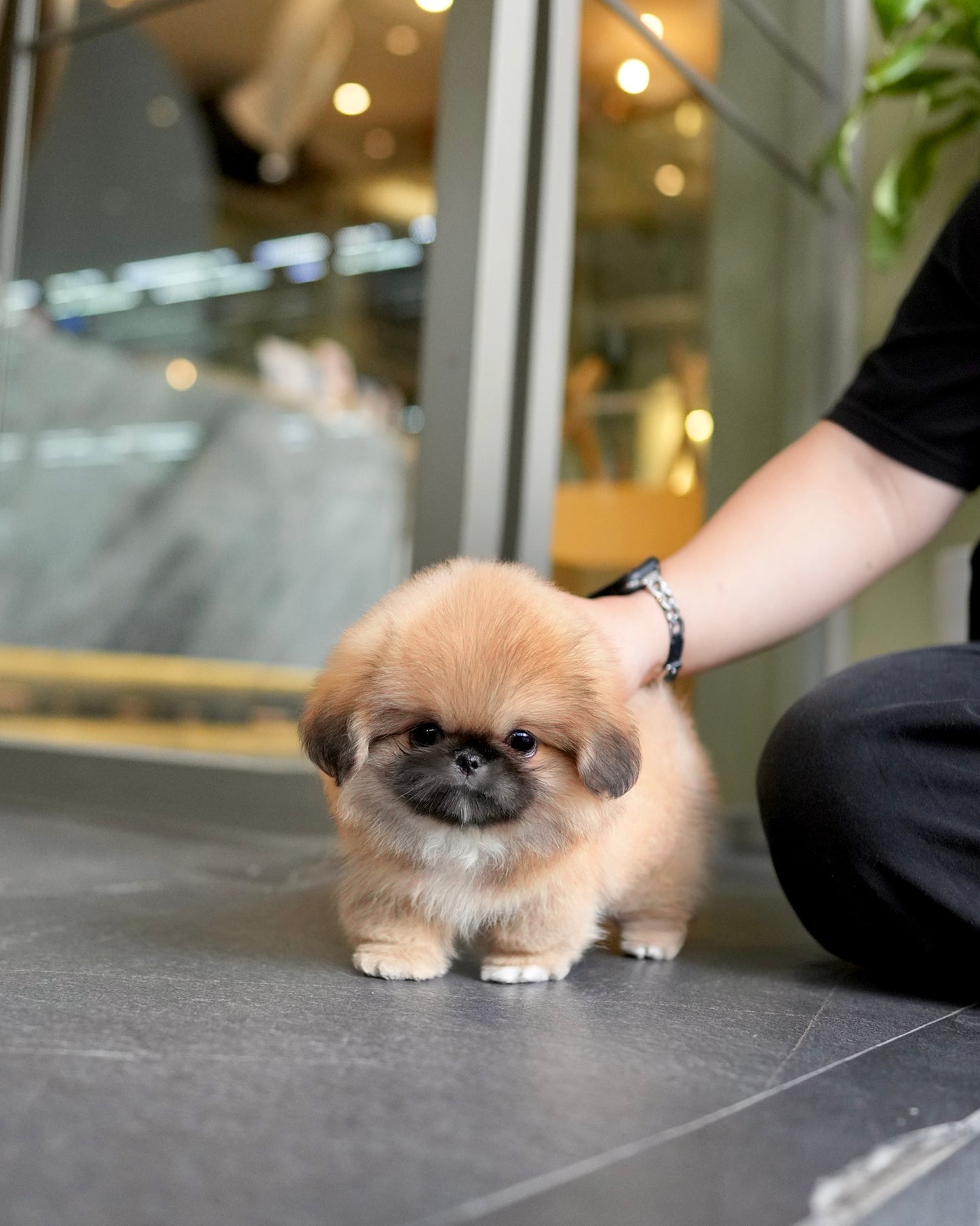 Miggy - Long Coat Pekingese (Sable)