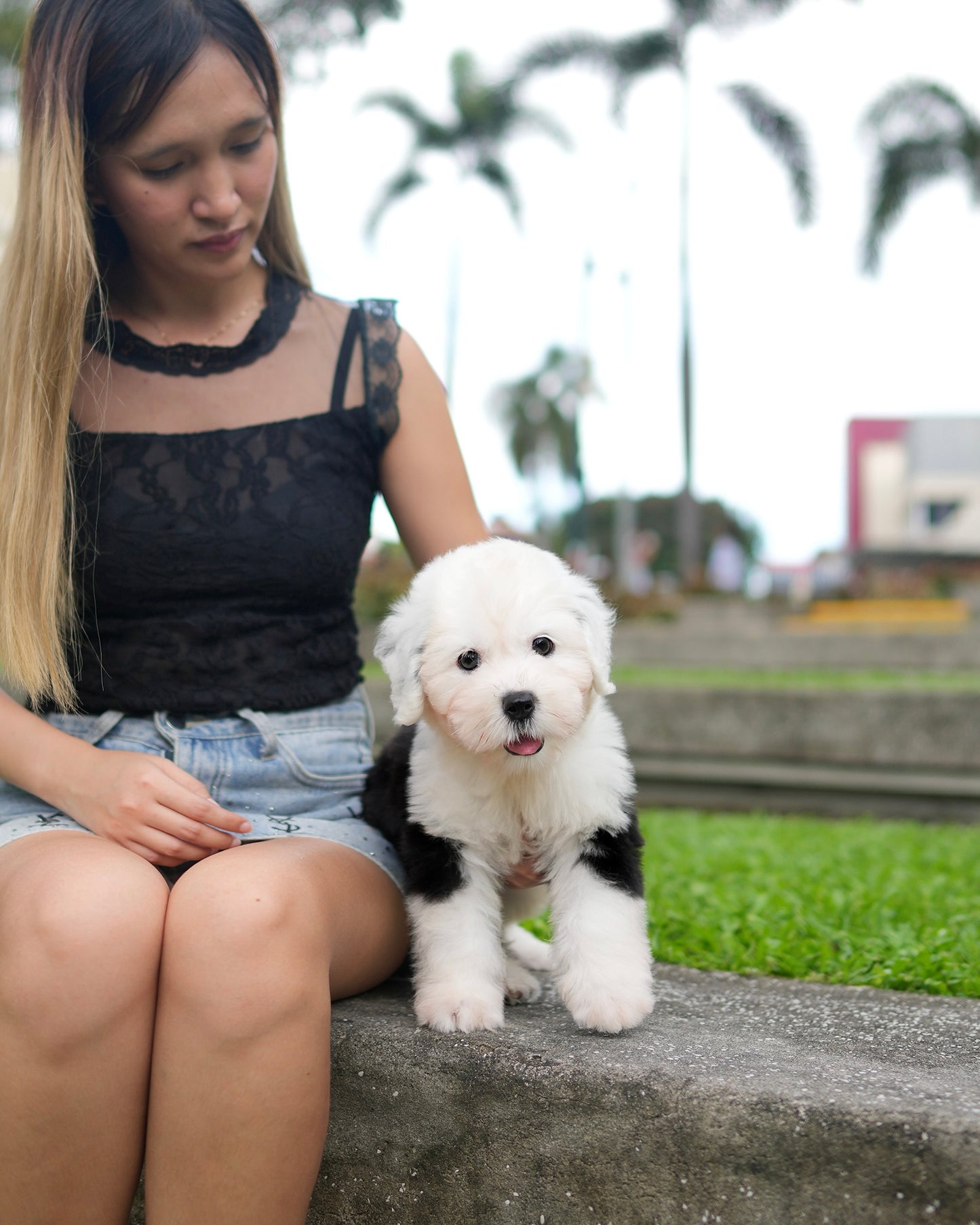 Aris - Old English Sheepdog (Black & White)