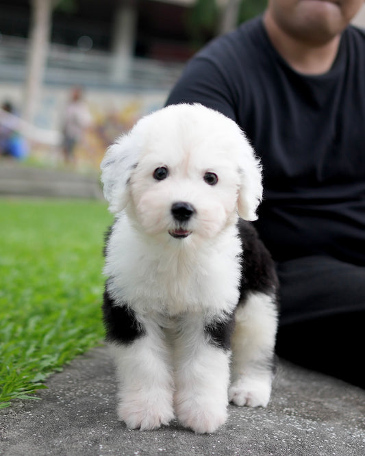 Aris - Old English Sheepdog (Black & White)