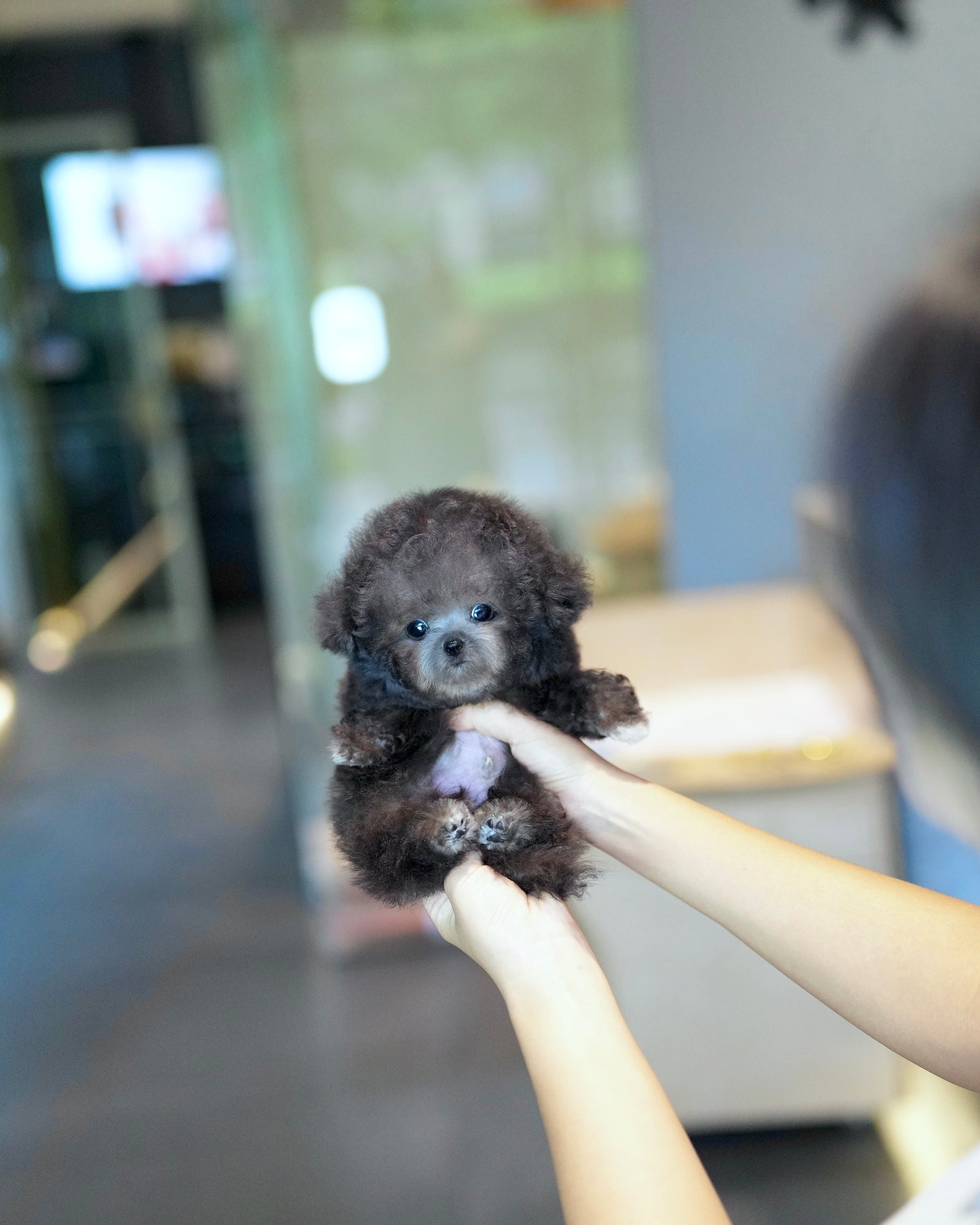 Brent - Tiny Poodle (Silver)
