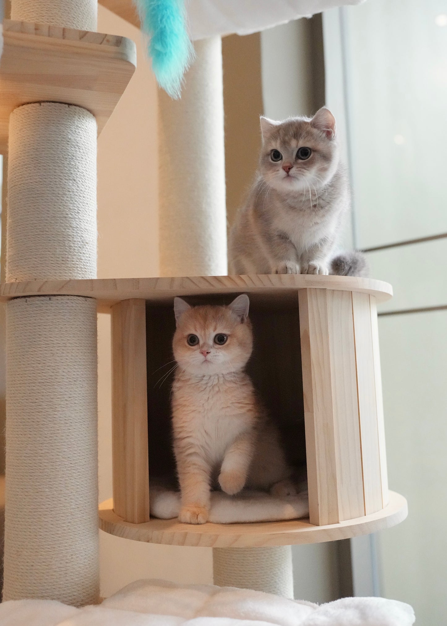 Paolo - British Shorthair (Blue Gold)