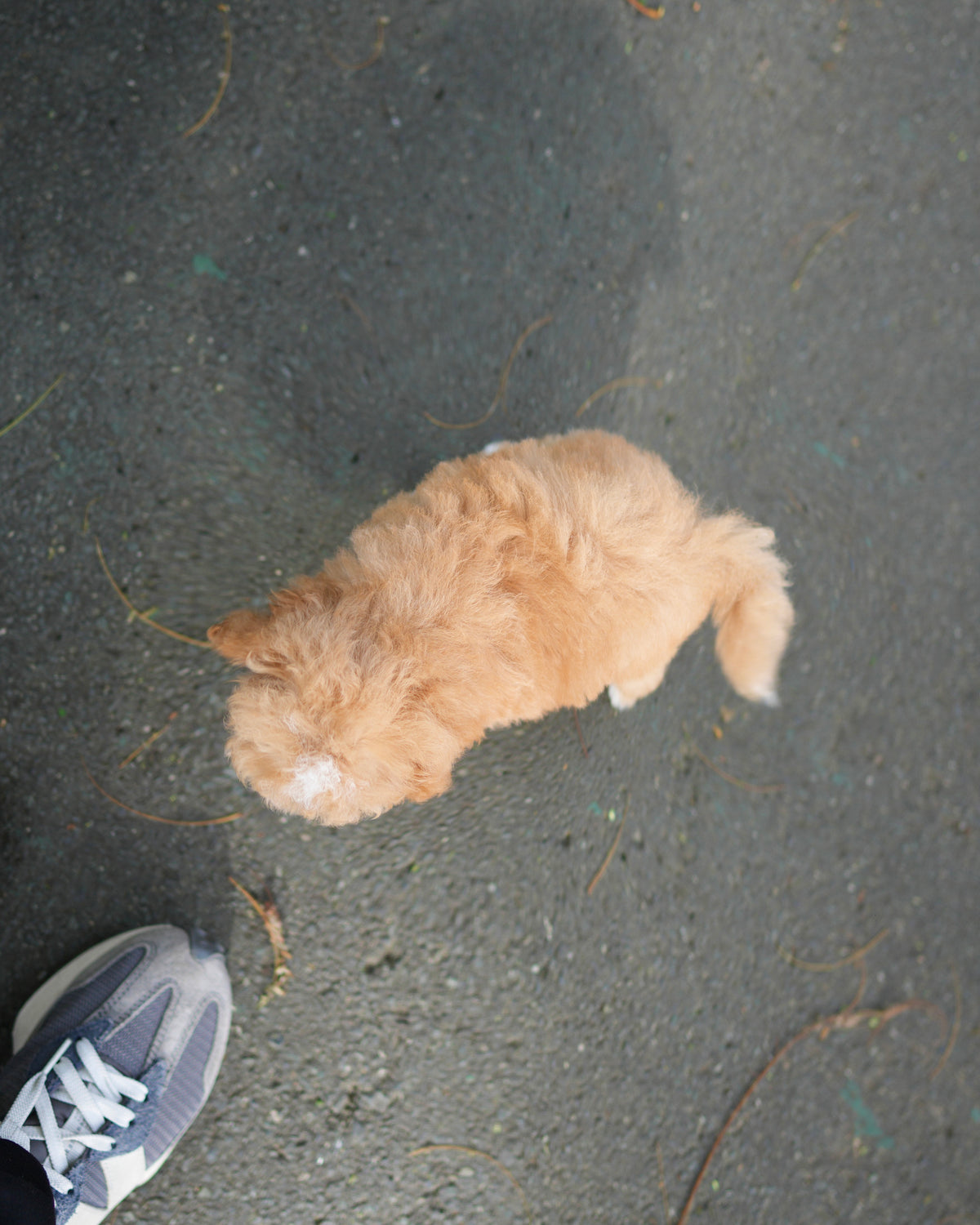 Rodel - Maltipoo (Brown & White)