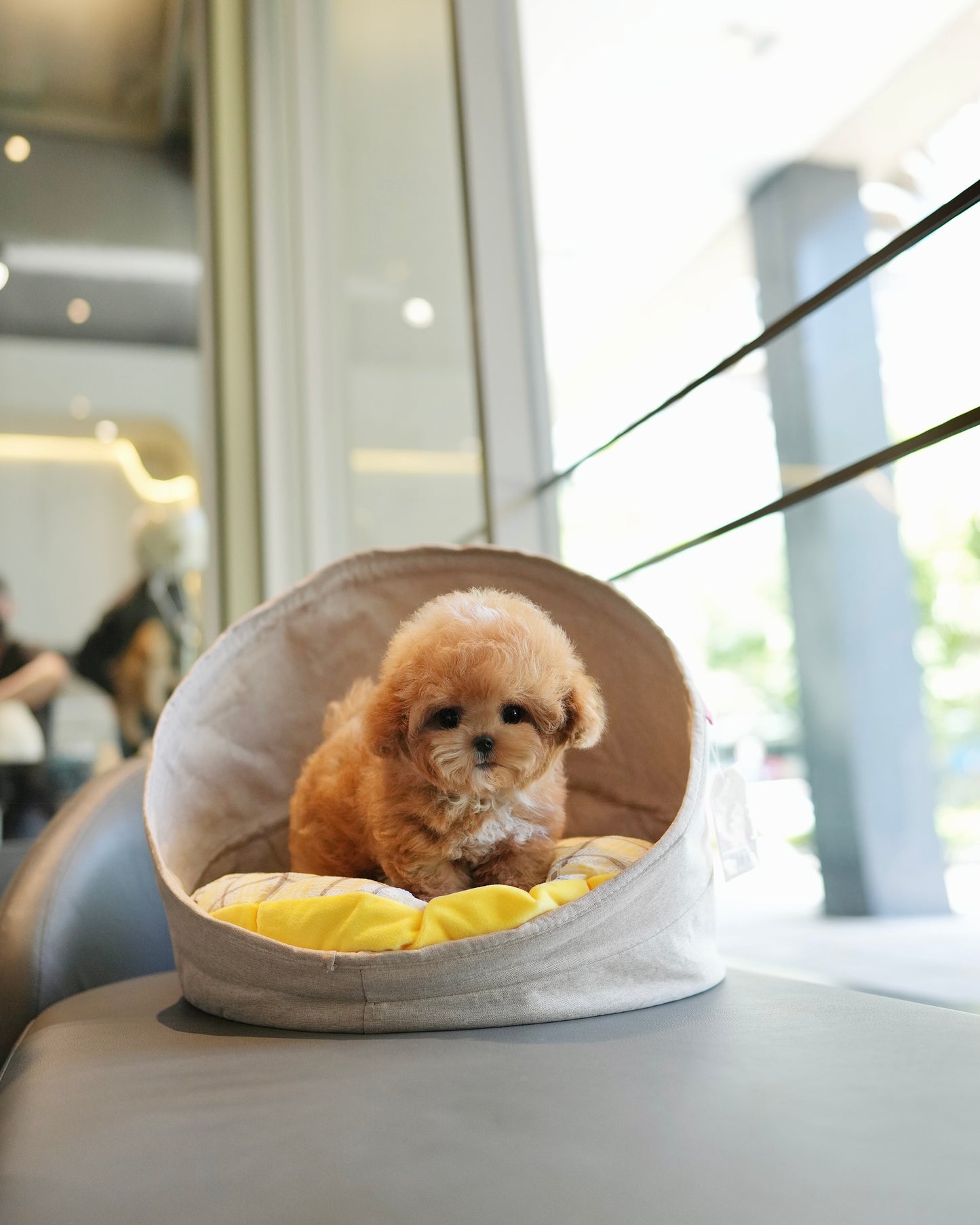 Kiwee - Maltipoo (Brown & White)