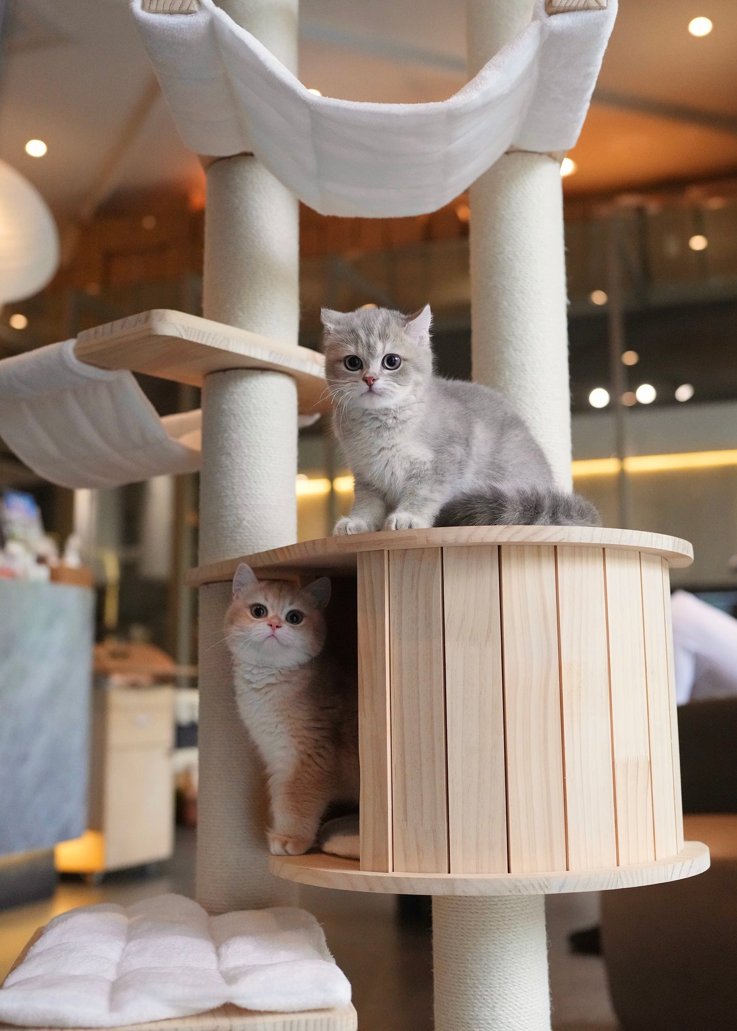 Nova - British Shorthair (Gold)
