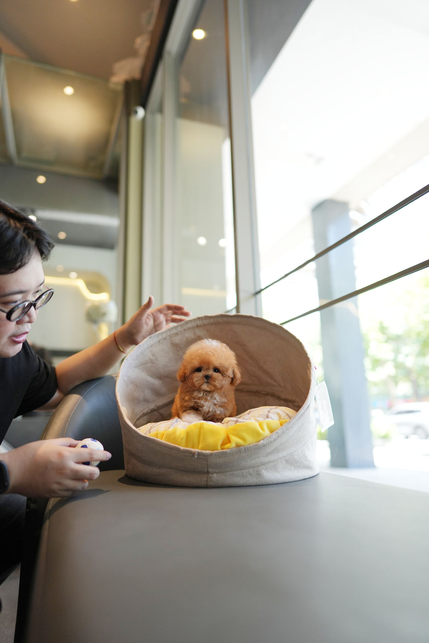 Kiwee - Maltipoo (Brown & White)