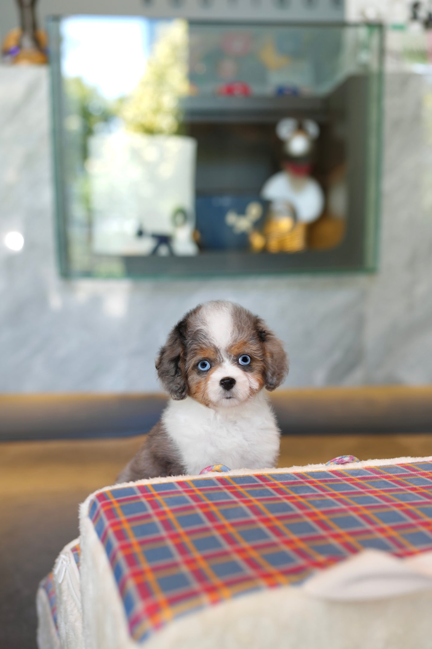 Astrid - Mini Golden Doodle (Blue Merle)