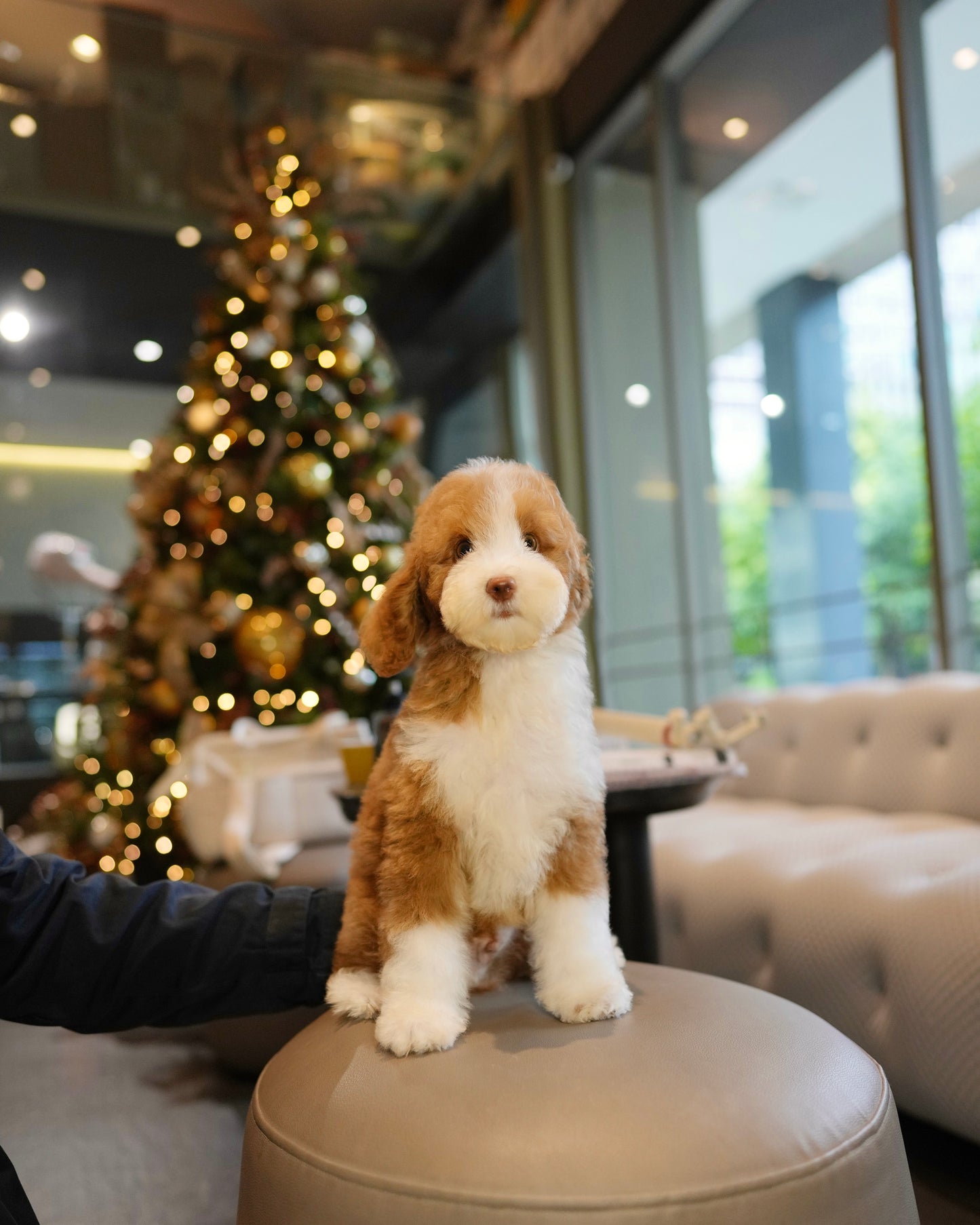 Mike - Giant Poodle (Brown & White)