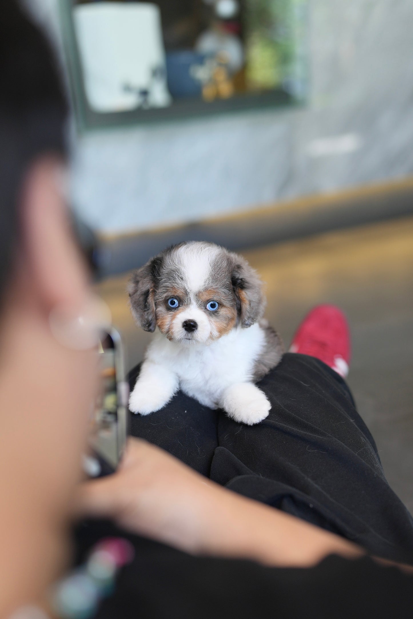 Astrid - Mini Golden Doodle (Blue Merle)