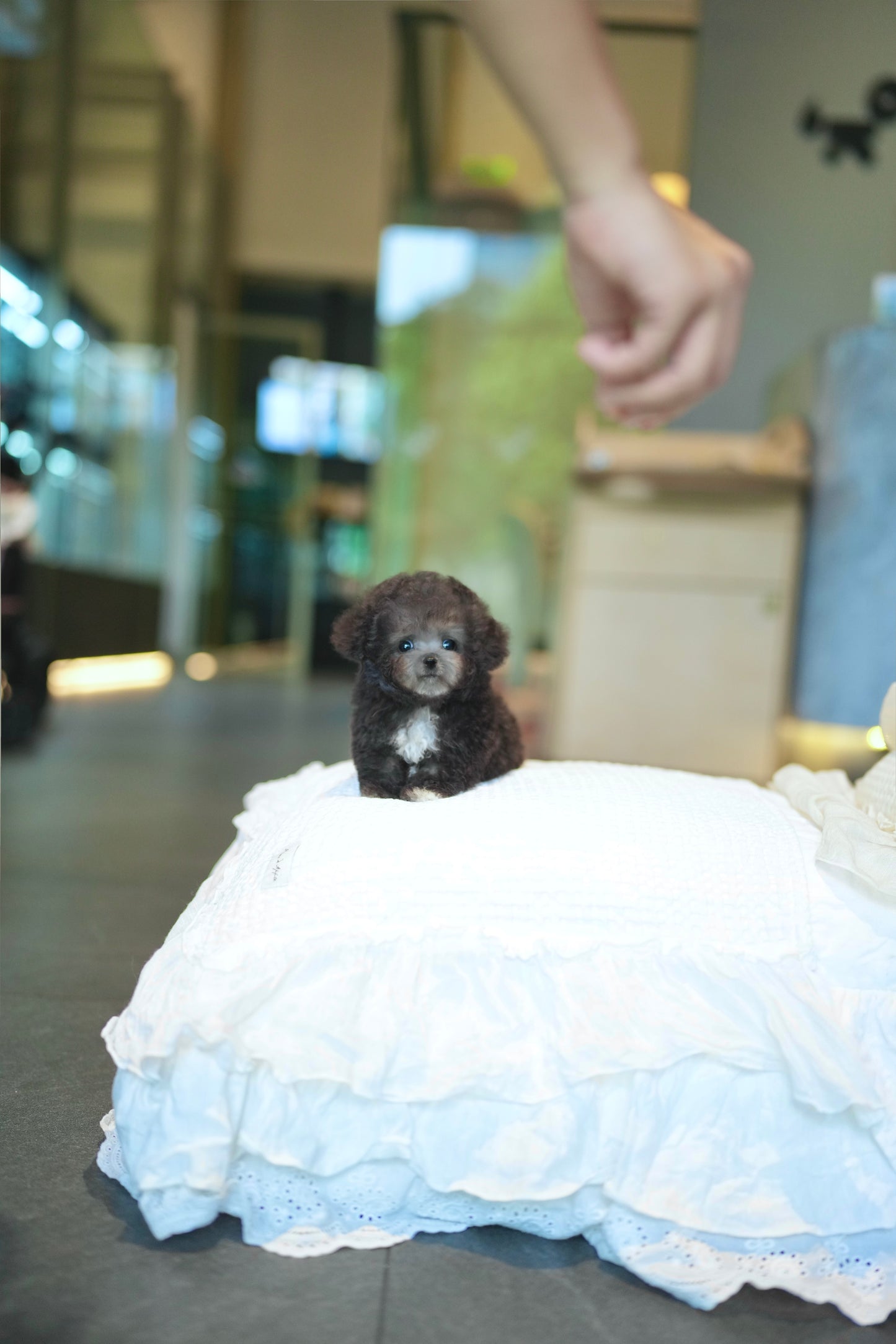 Brent - Tiny Poodle (Silver)