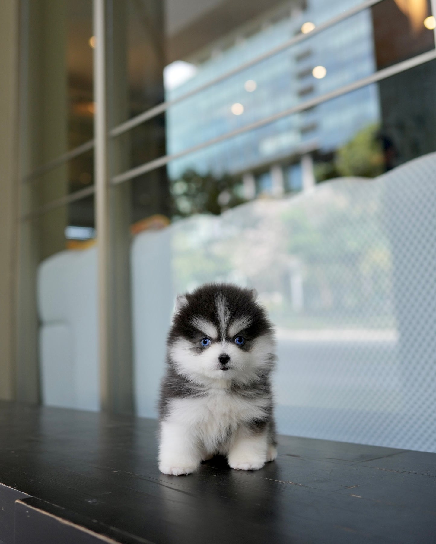 Rose - Mini Pomsky (Black & White)