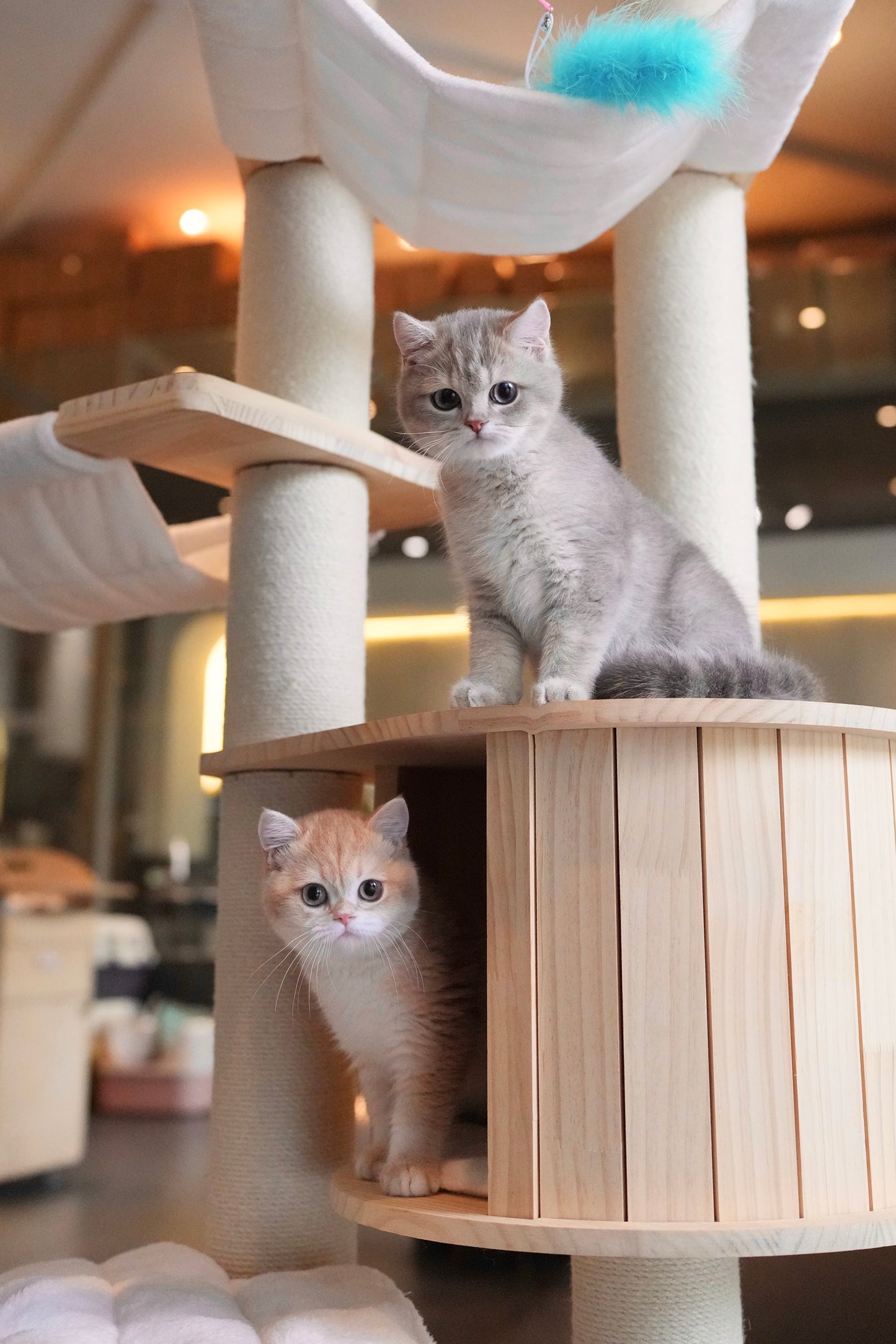Paolo - British Shorthair (Blue Gold)