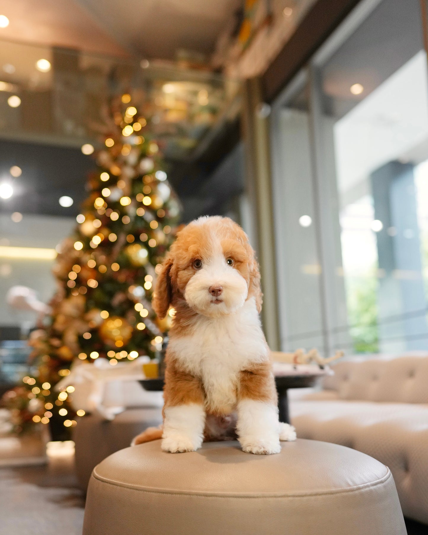 Mike - Giant Poodle (Brown & White)