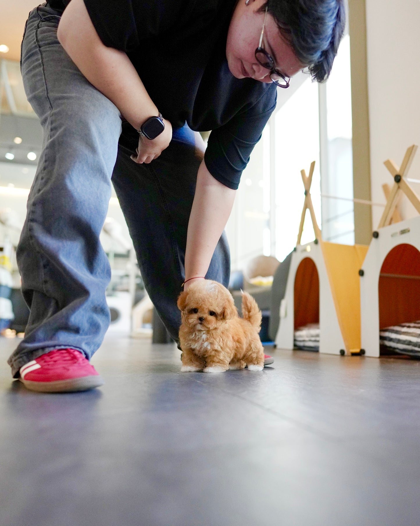 Kiwee - Maltipoo (Brown & White)