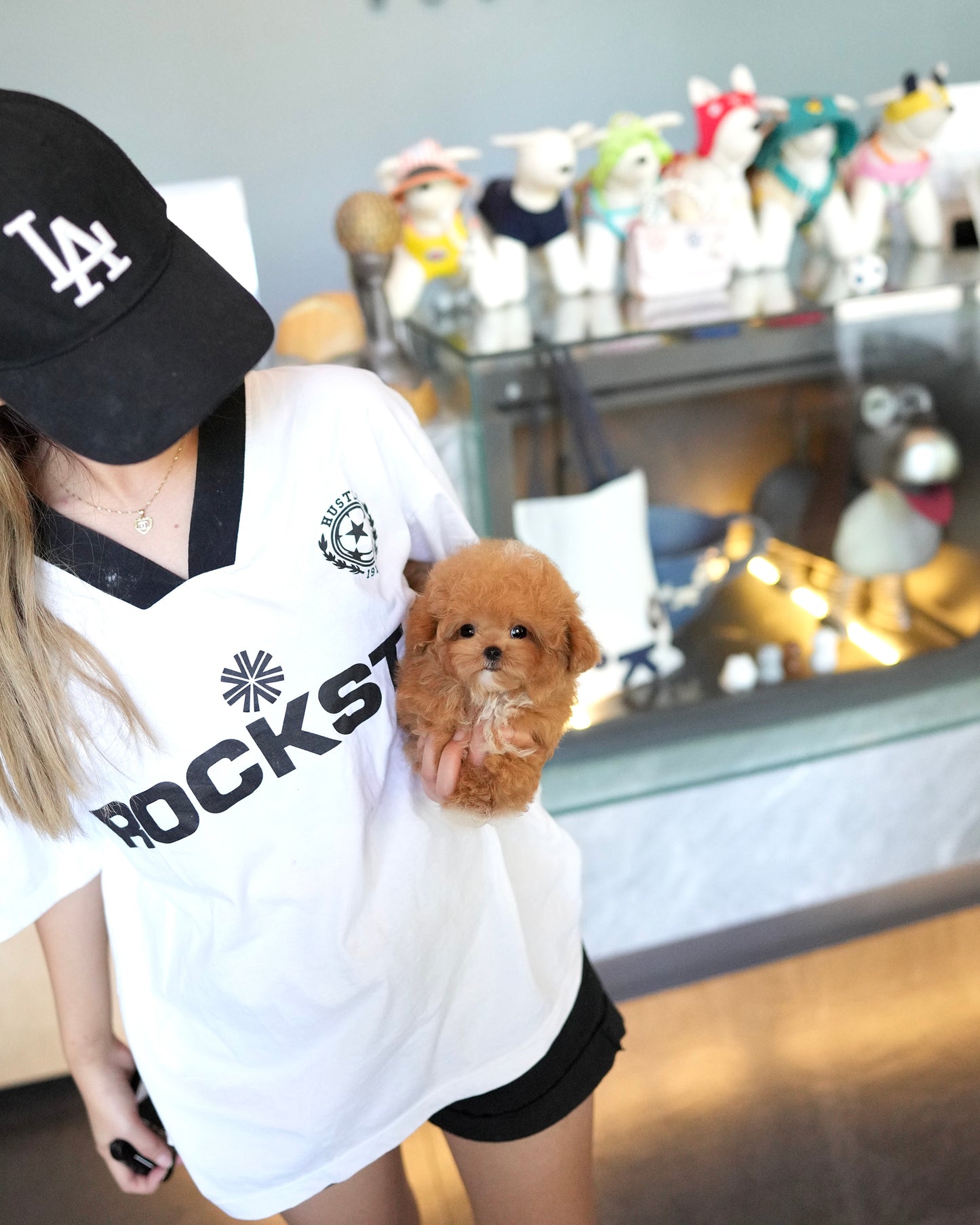 Kiwee - Maltipoo (Brown & White)