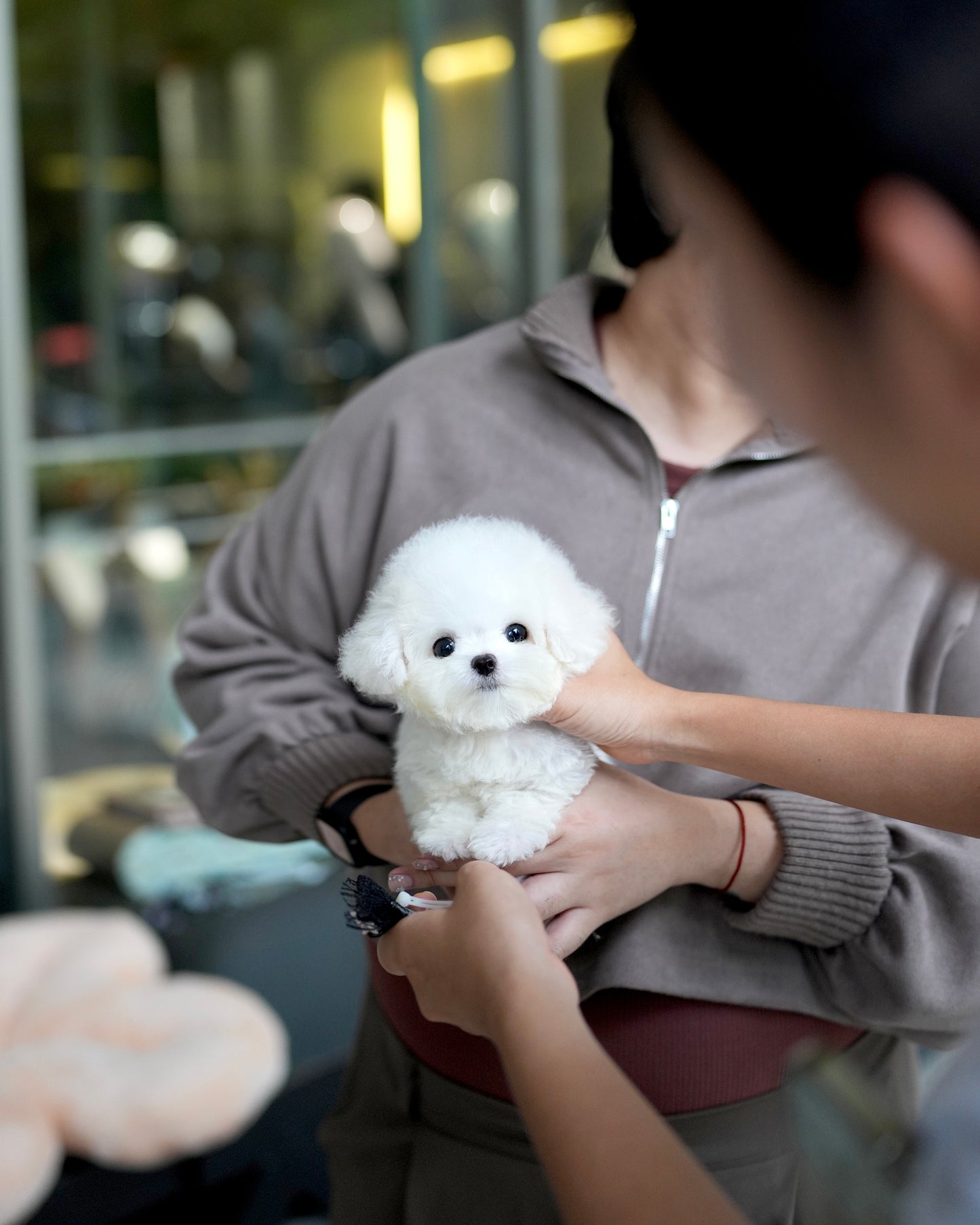 Bear - Mini Bichon (White)