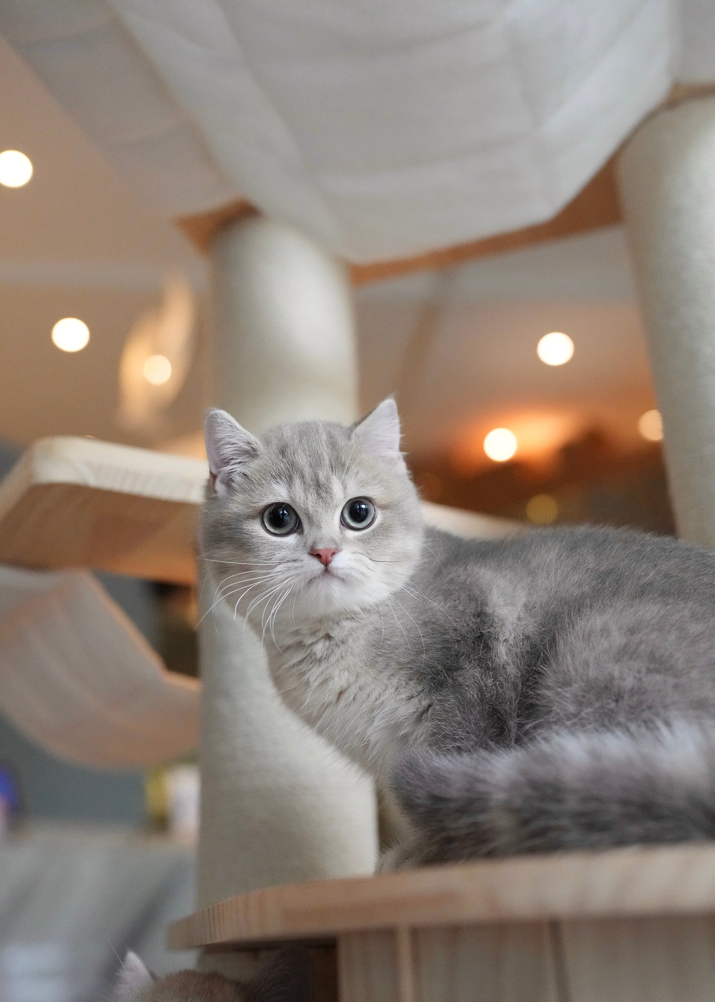 Paolo - British Shorthair (Blue Gold)
