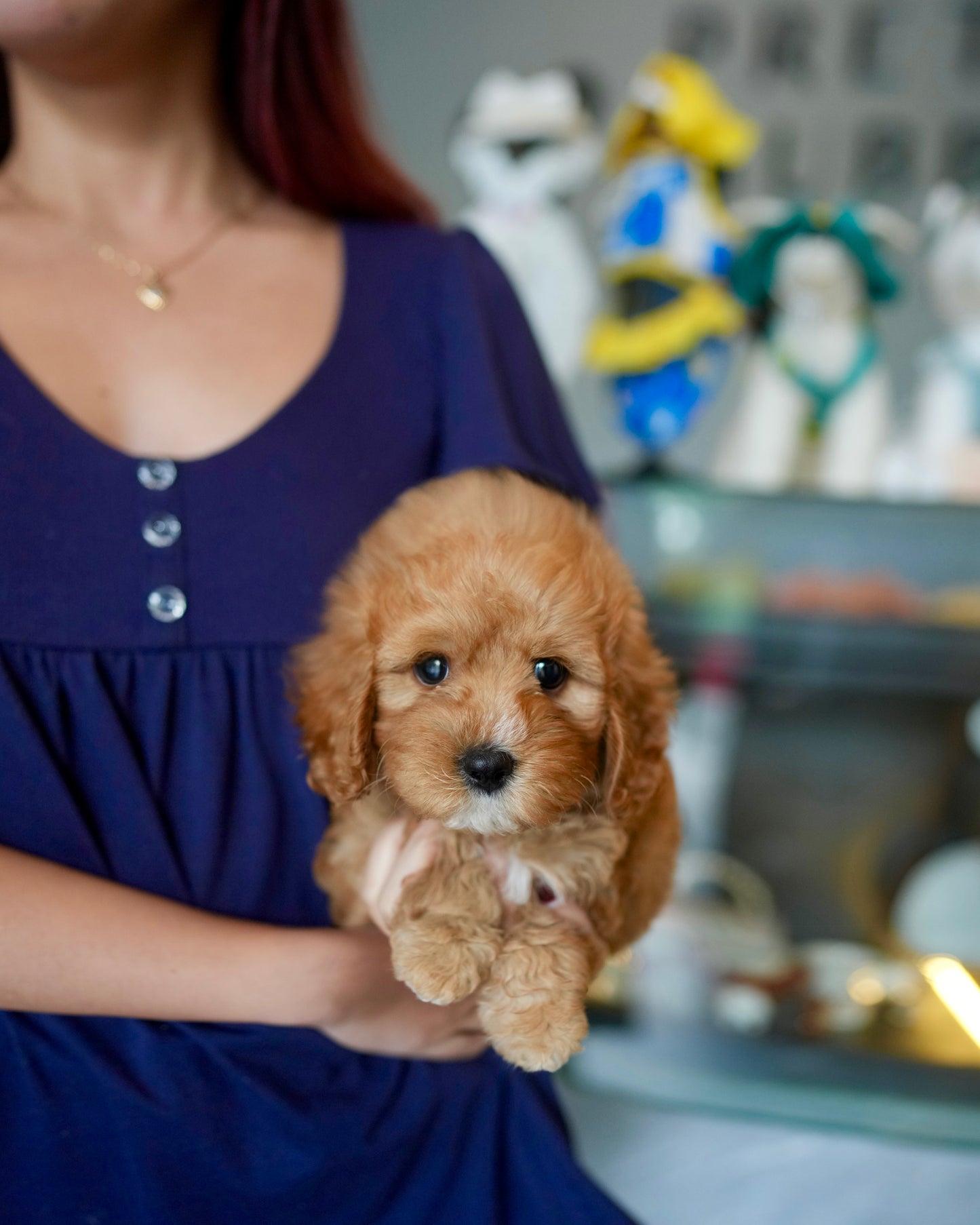 Jeni - Mini Golden Doodle (Brown)