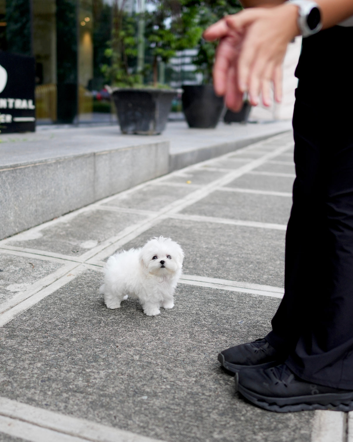 Rupert - Maltese (White)