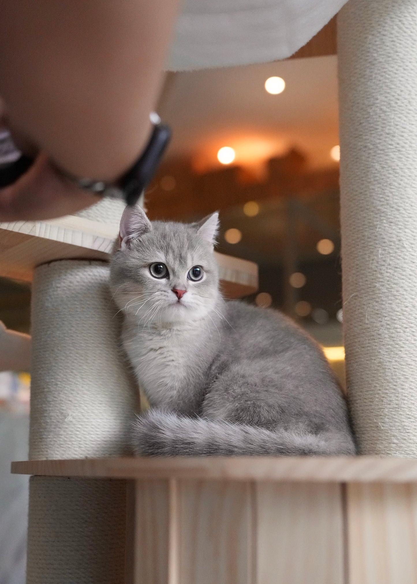 Paolo - British Shorthair (Blue Gold)