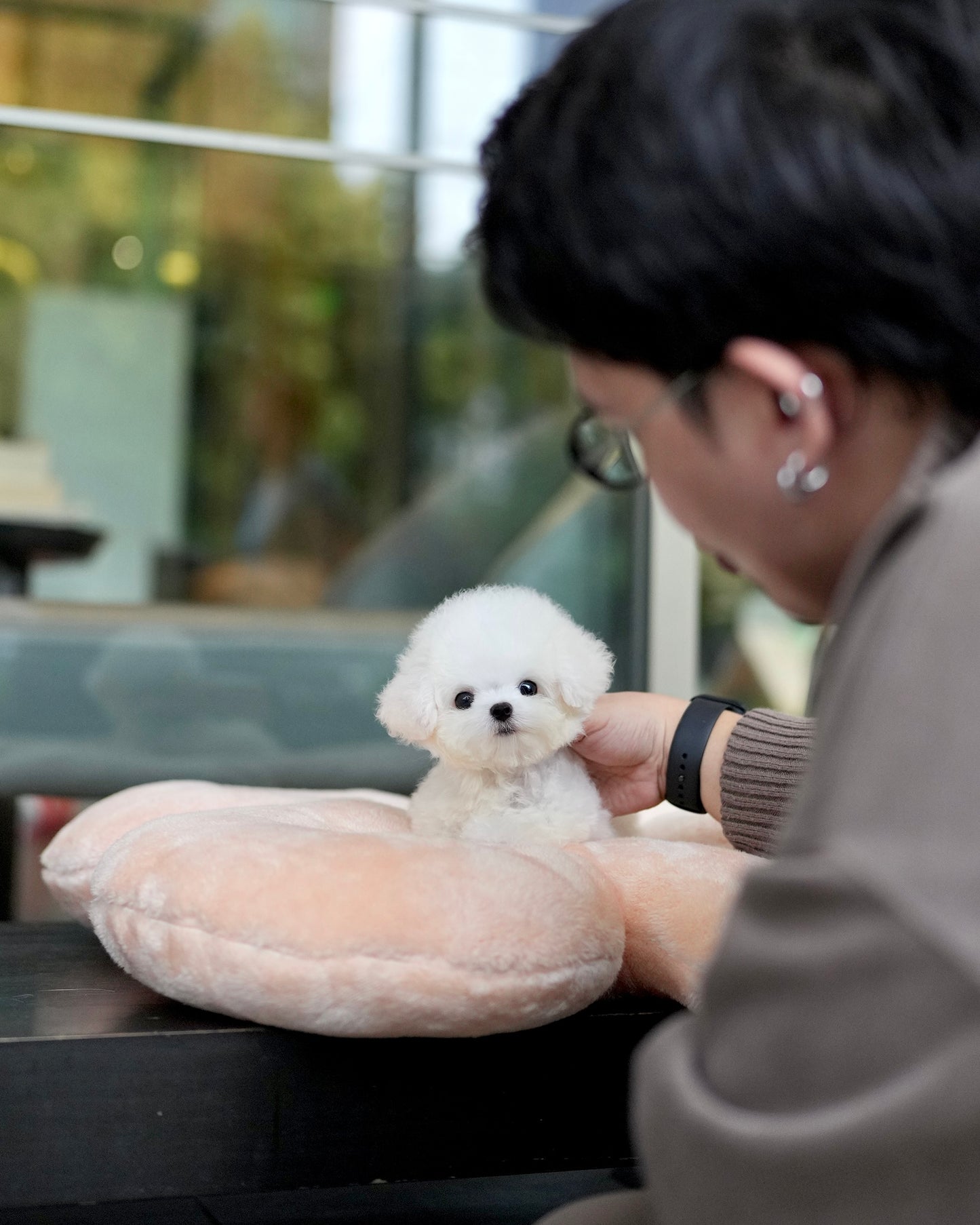 Bear - Mini Bichon (White)