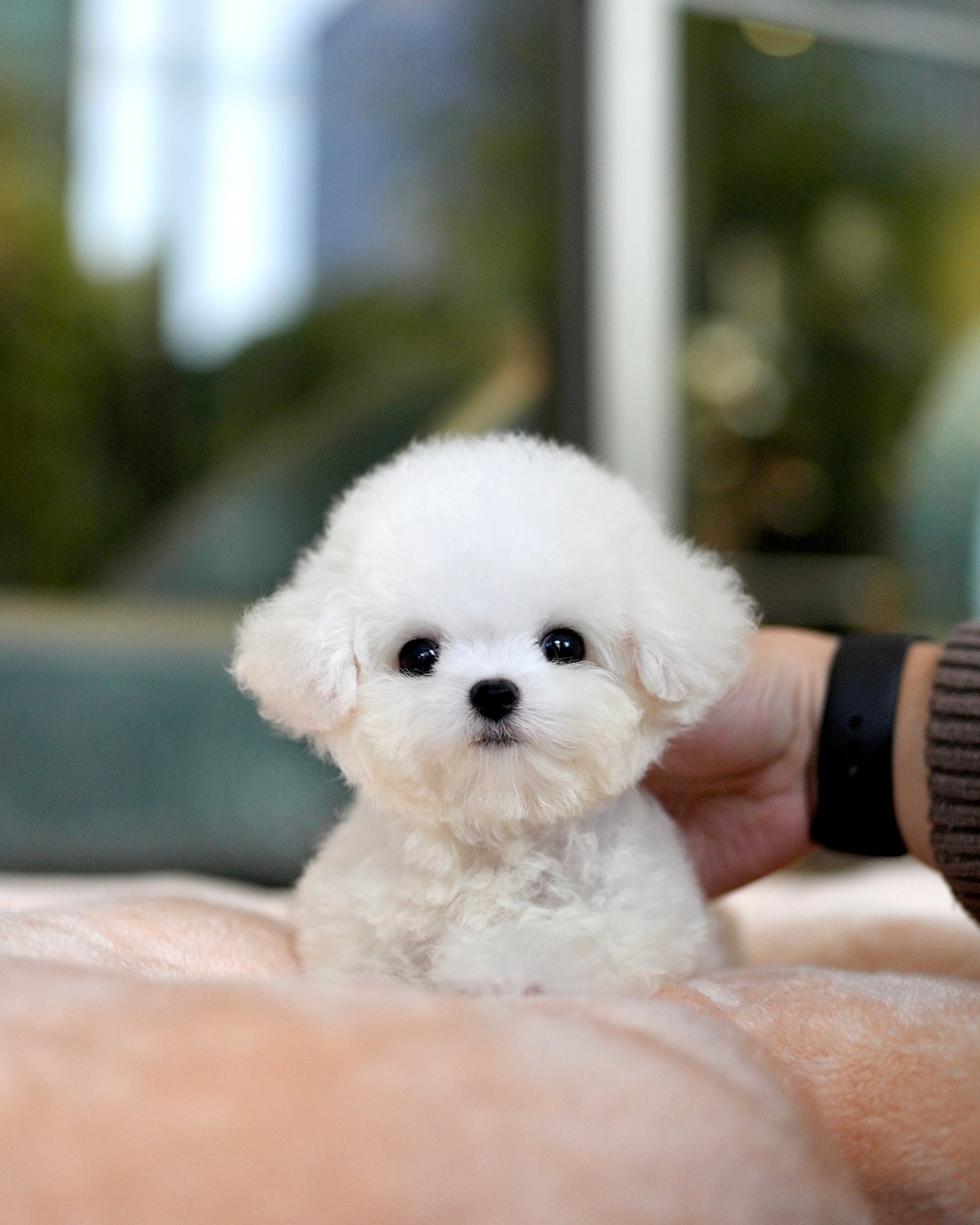 Bear - Mini Bichon (White)