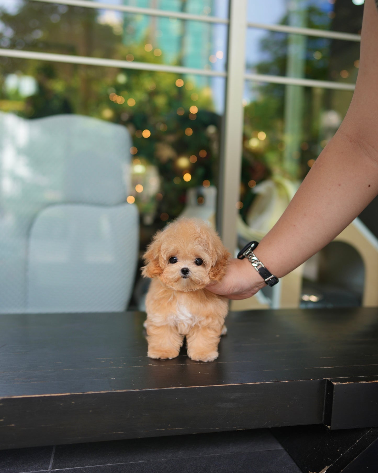 Natty - Maltipoo (Brown & White)