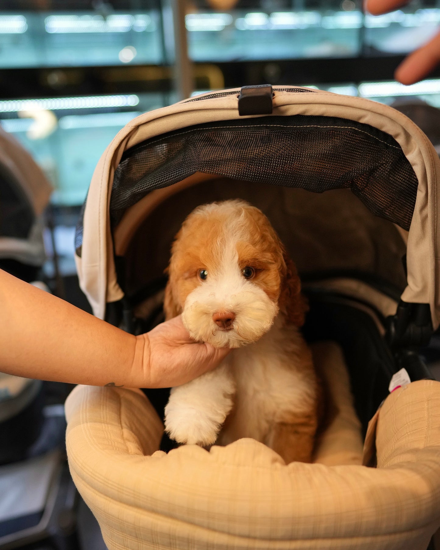 Mike - Giant Poodle (Brown & White)