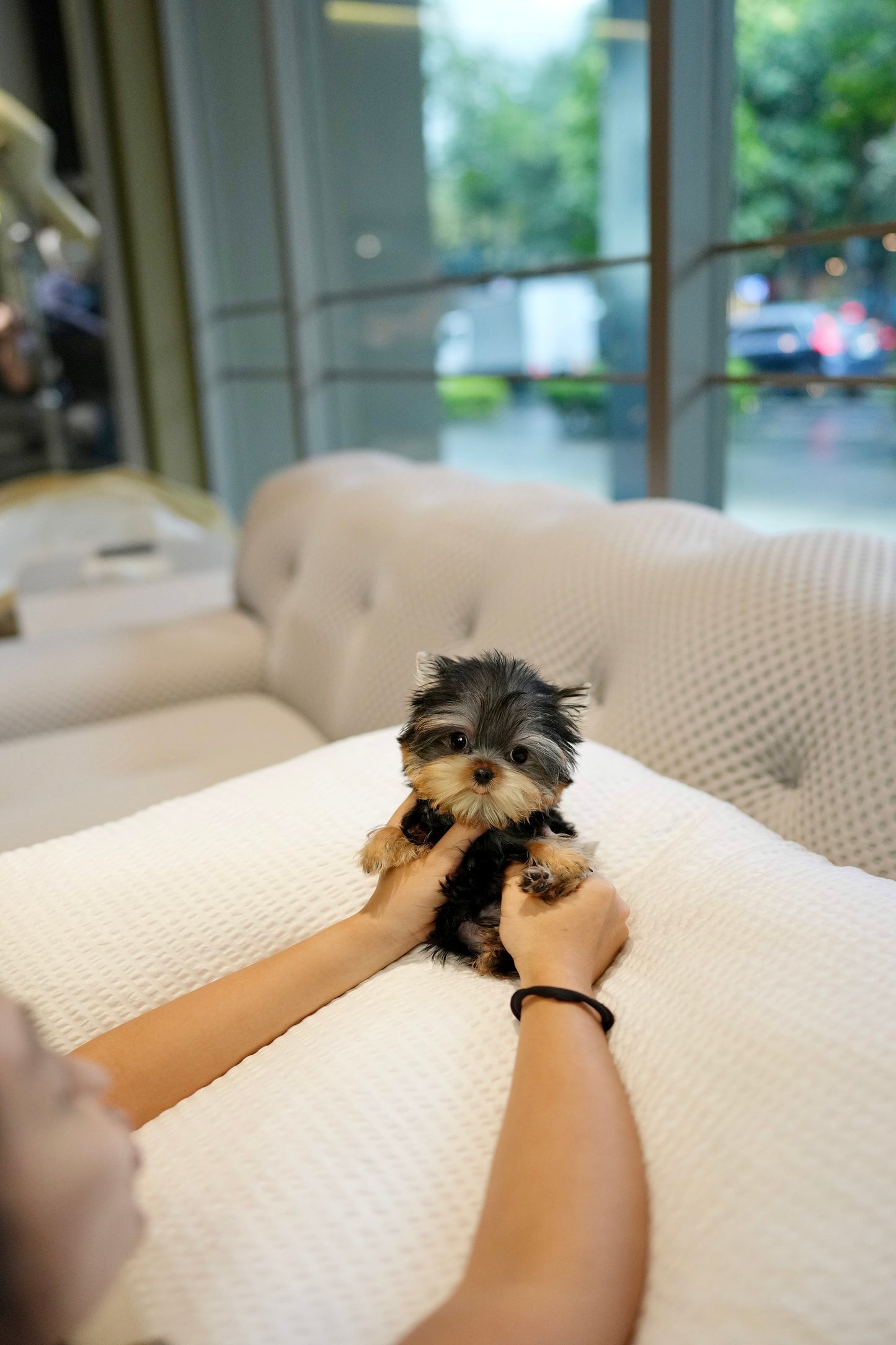 Rum - Yorkshire Terrier (Silver)
