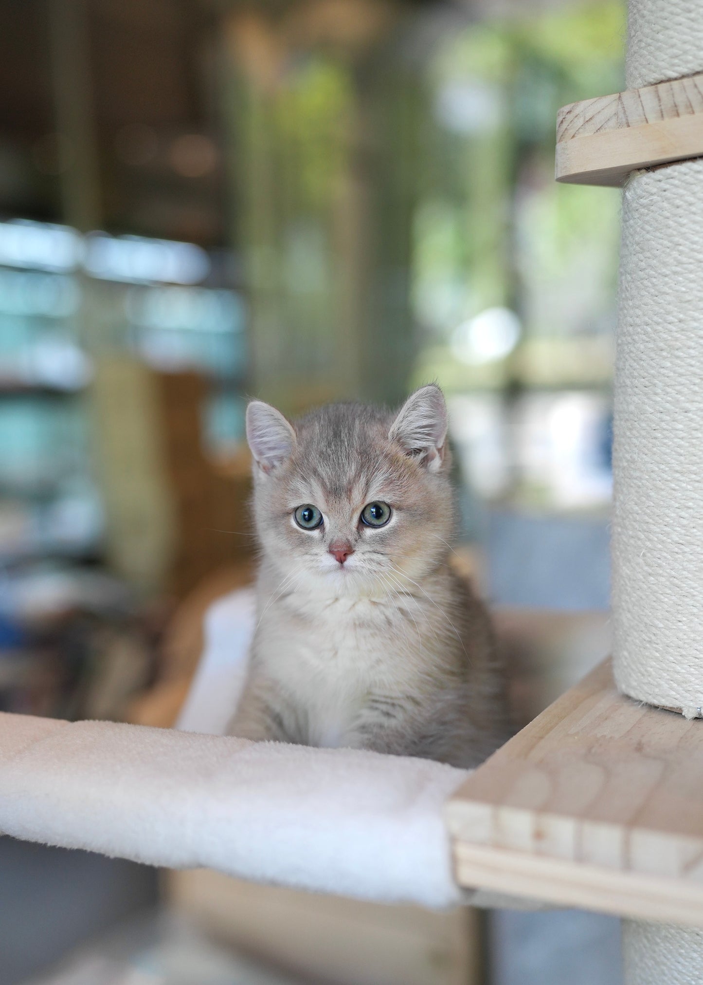 Paolo - British Shorthair (Blue Gold)