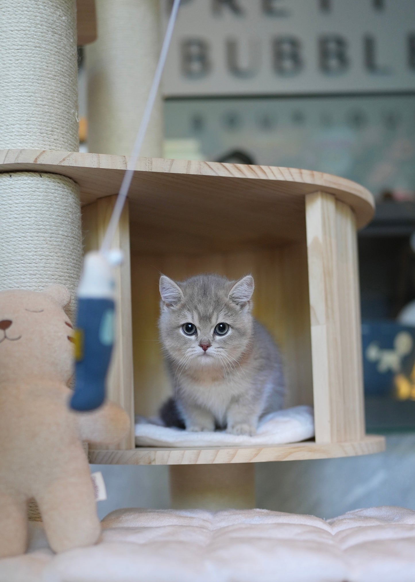 Paolo - British Shorthair (Blue Gold)
