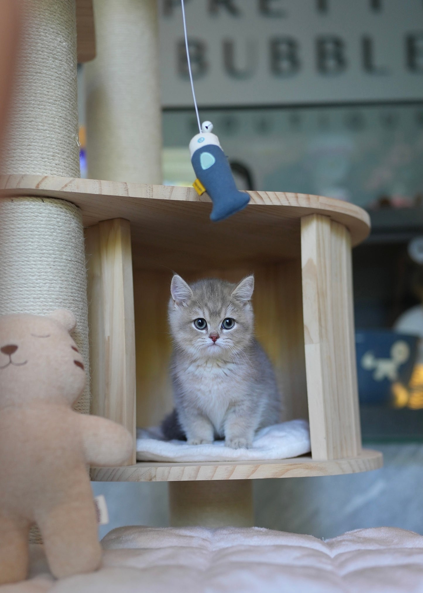 Paolo - British Shorthair (Blue Gold)