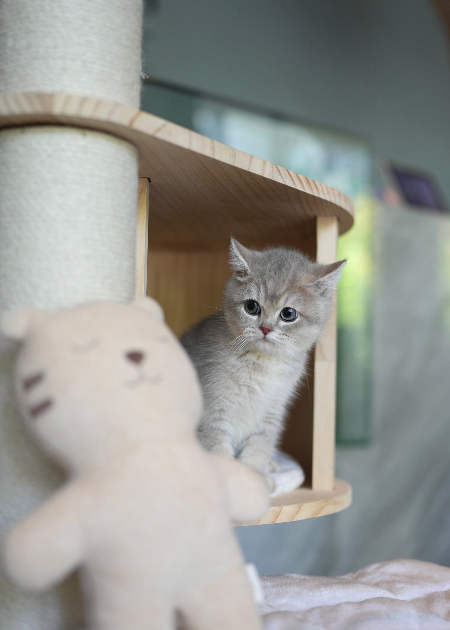 Paolo - British Shorthair (Blue Gold)